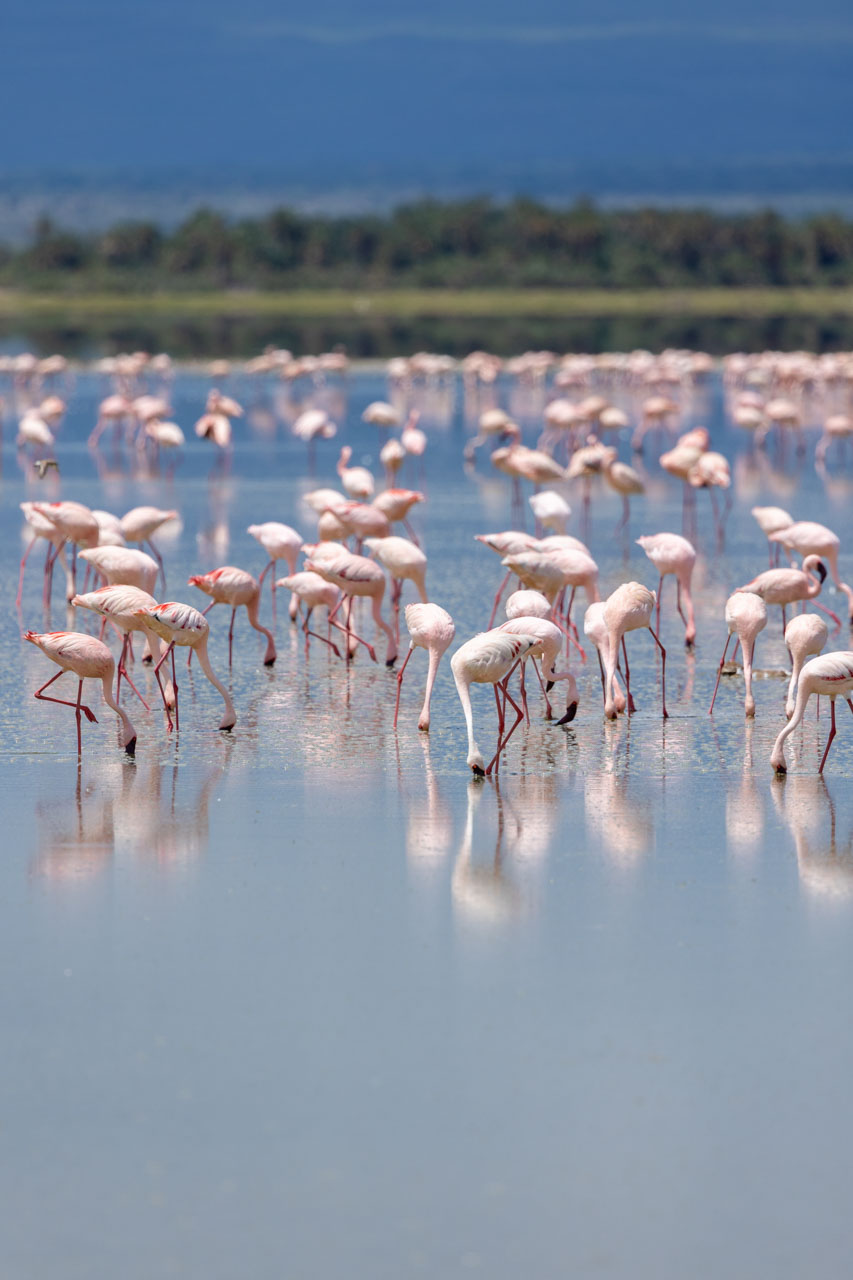 Flamingos — a sight not seen in the Mara every day 