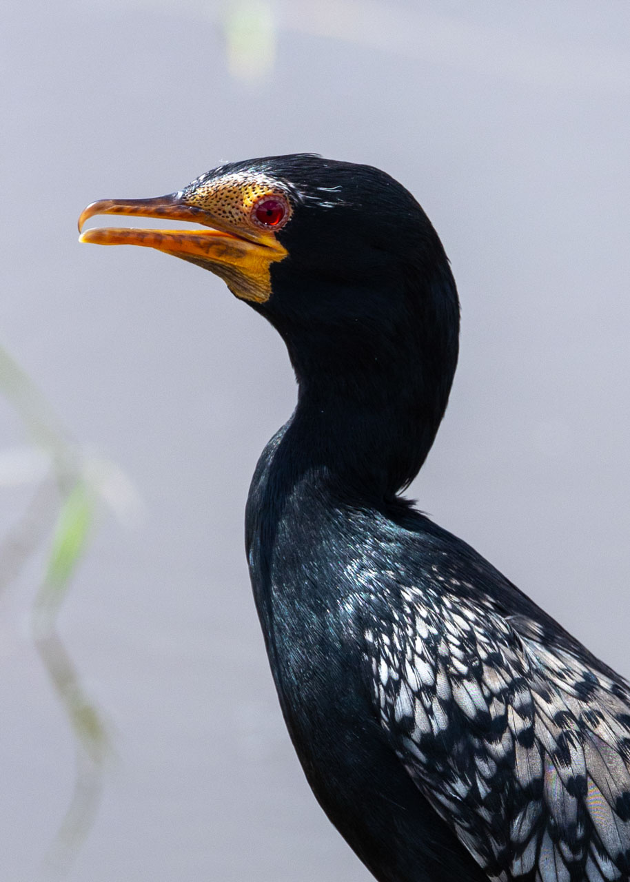 The piercing ruby-red gaze of a reed cormorant 