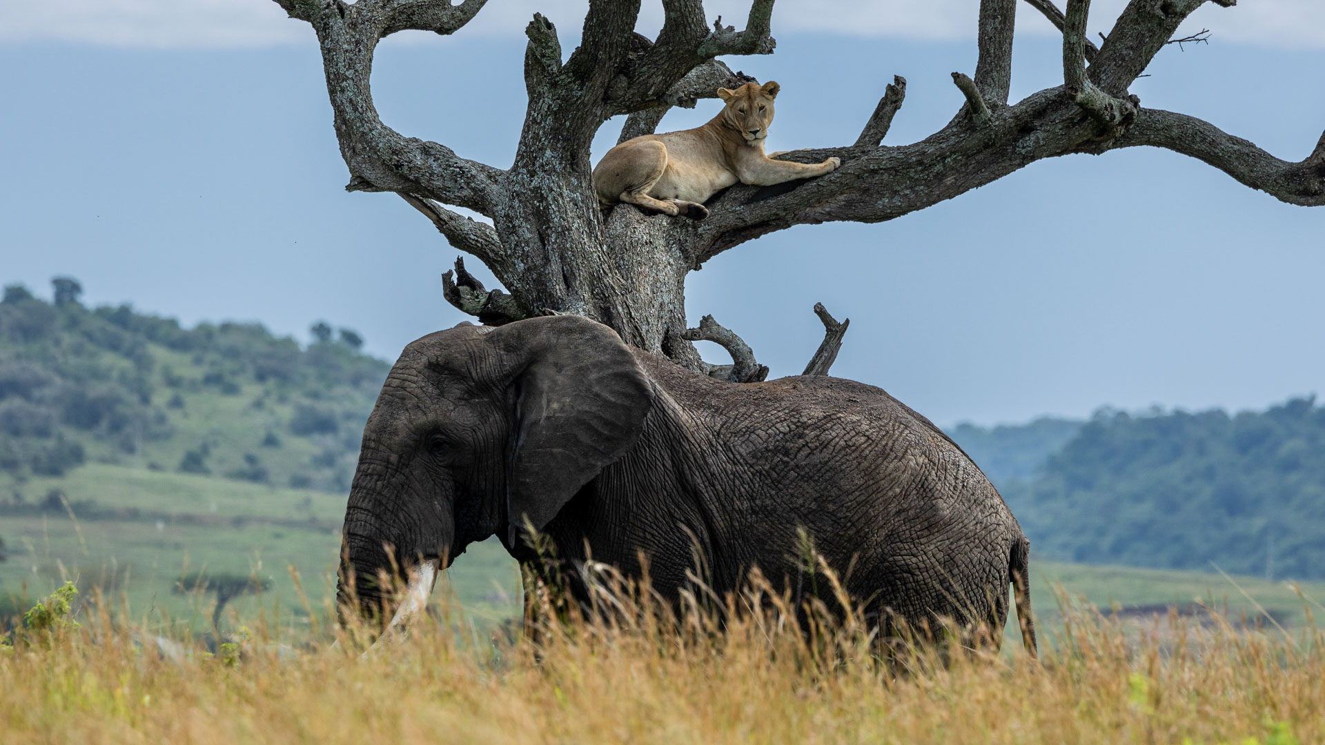 Above: The Angama Lioness does some animal watching 