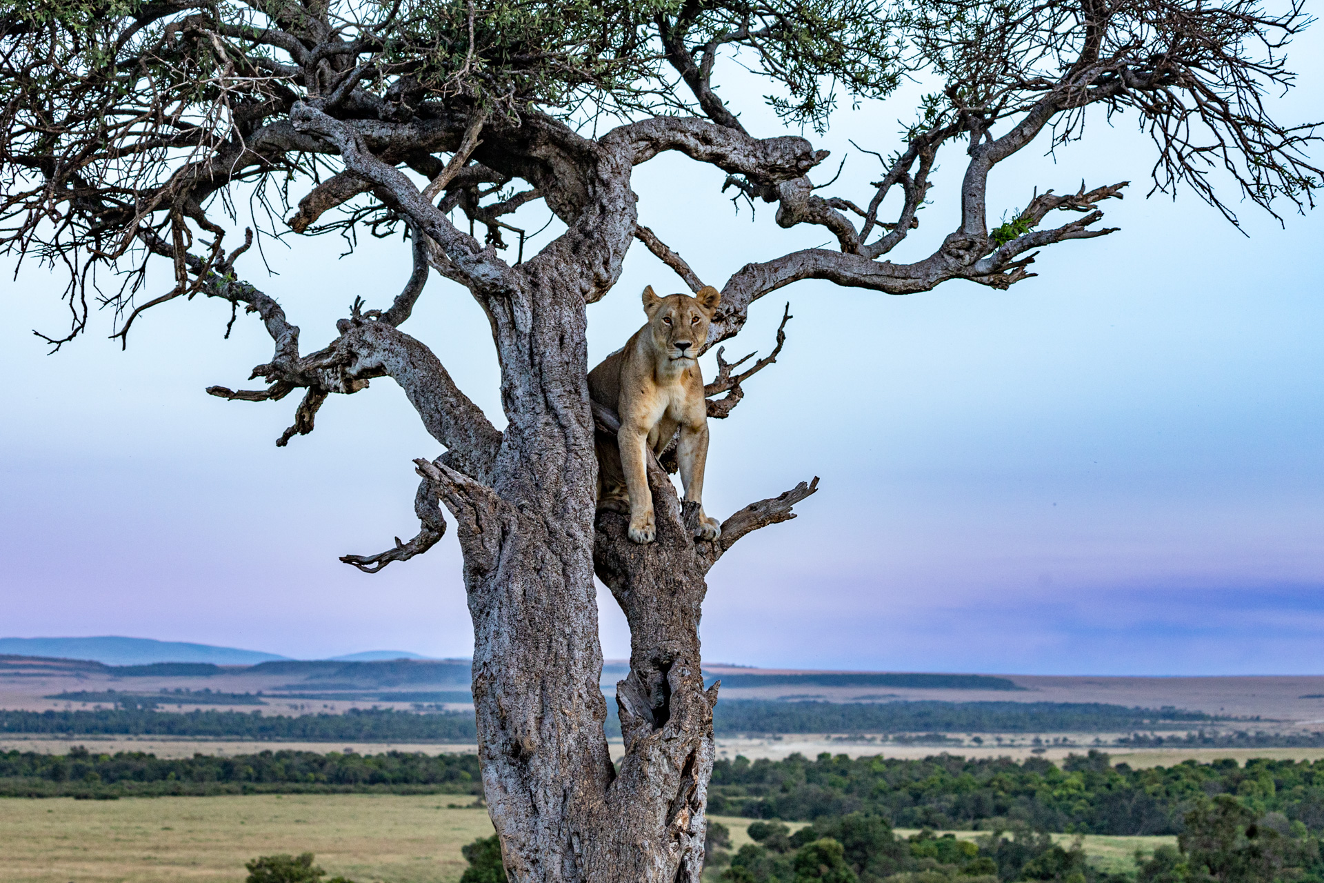 Above: The Angama Lioness up to her usual tricks 