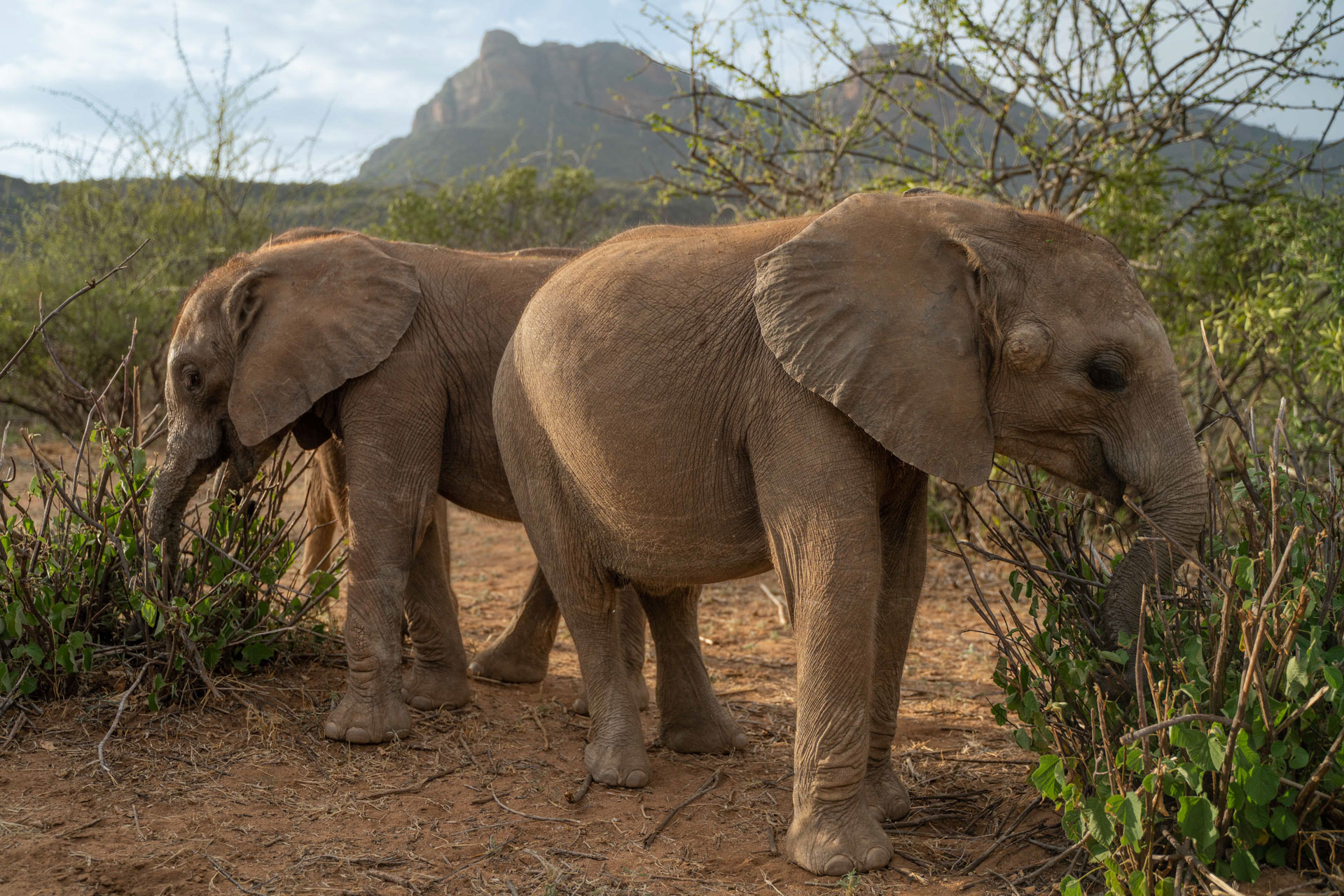 The beautiful Matthews Range is now home for these two orphans