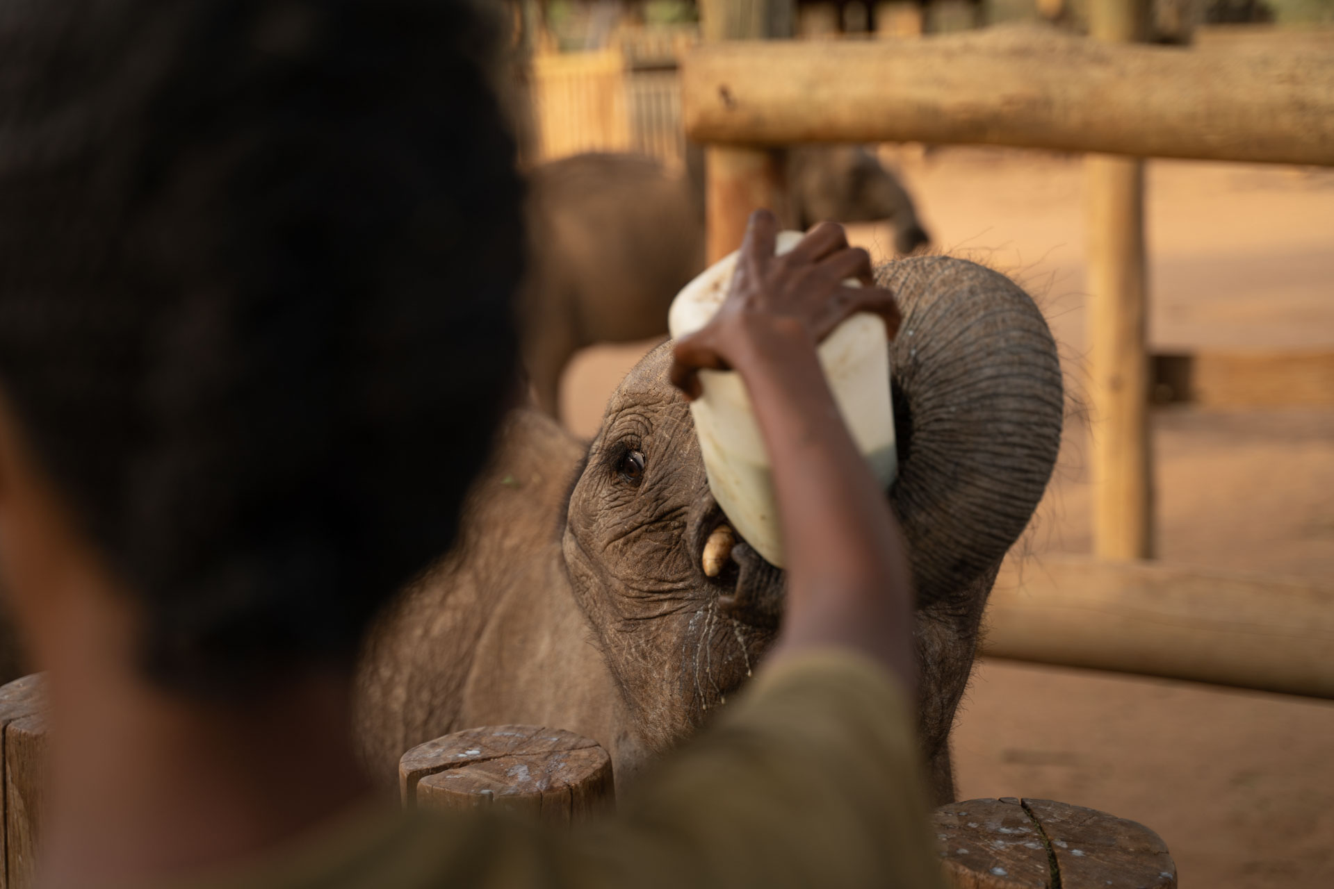 Even baby elephants guzzle an alarming amount of milk 