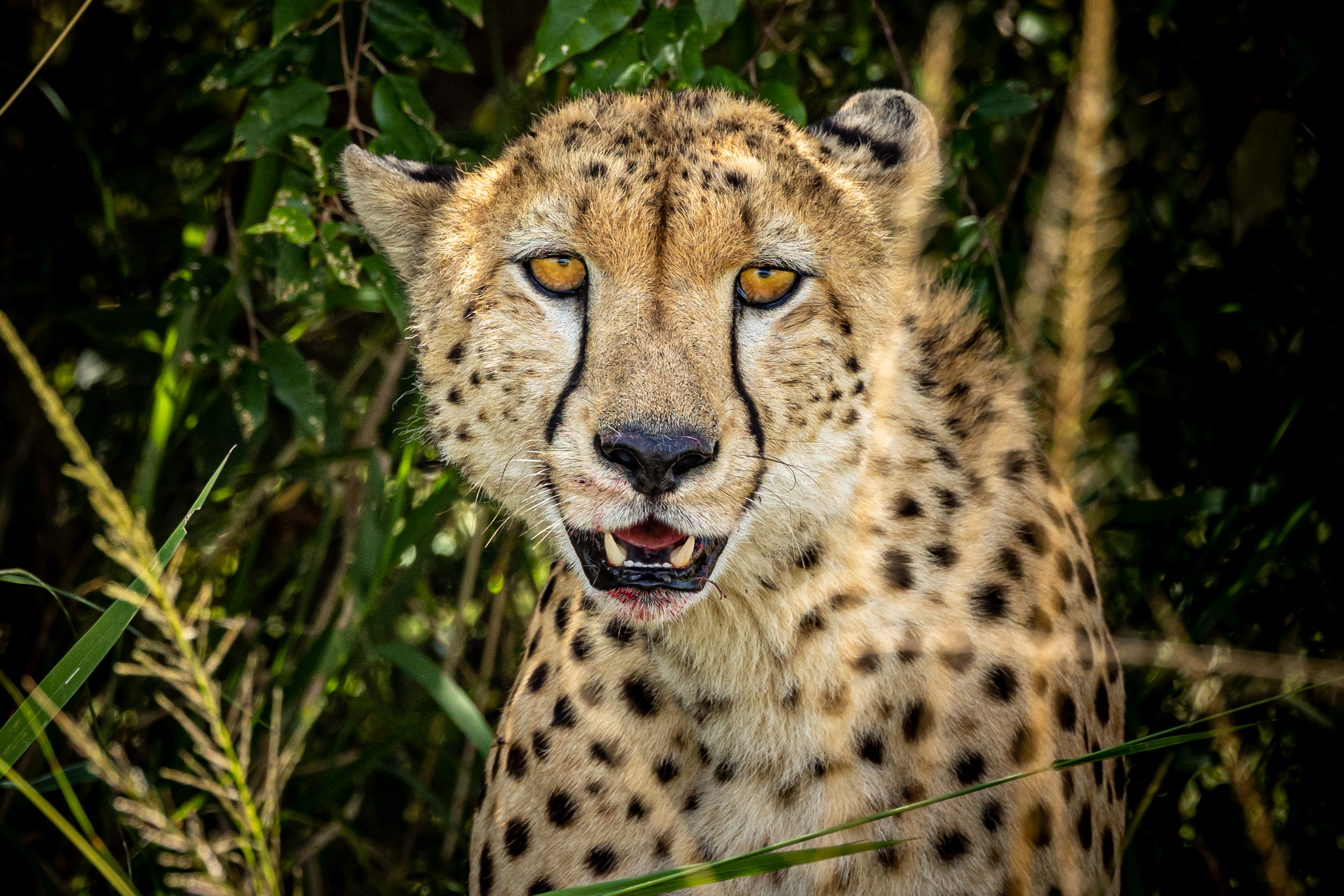 Cheetah with Kill Angama Mara Kenya Safari