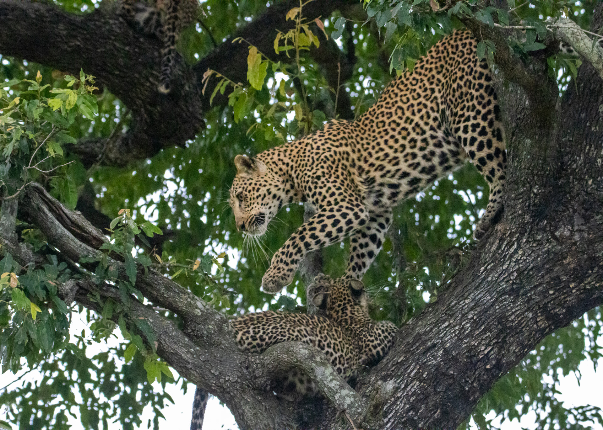 Kapeen and her two cubs safely stowed in a tree 