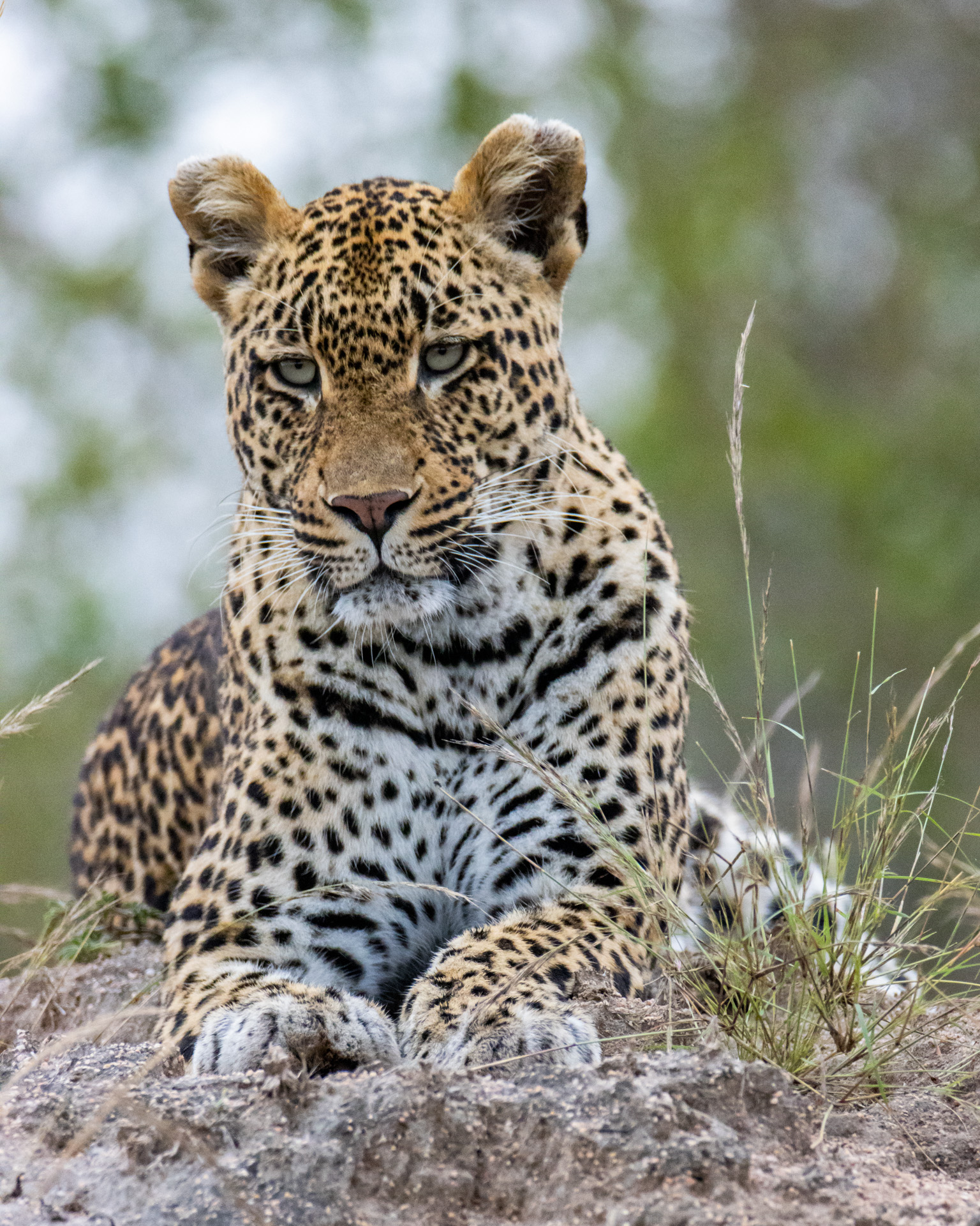The Kruger has so many relaxed leopards