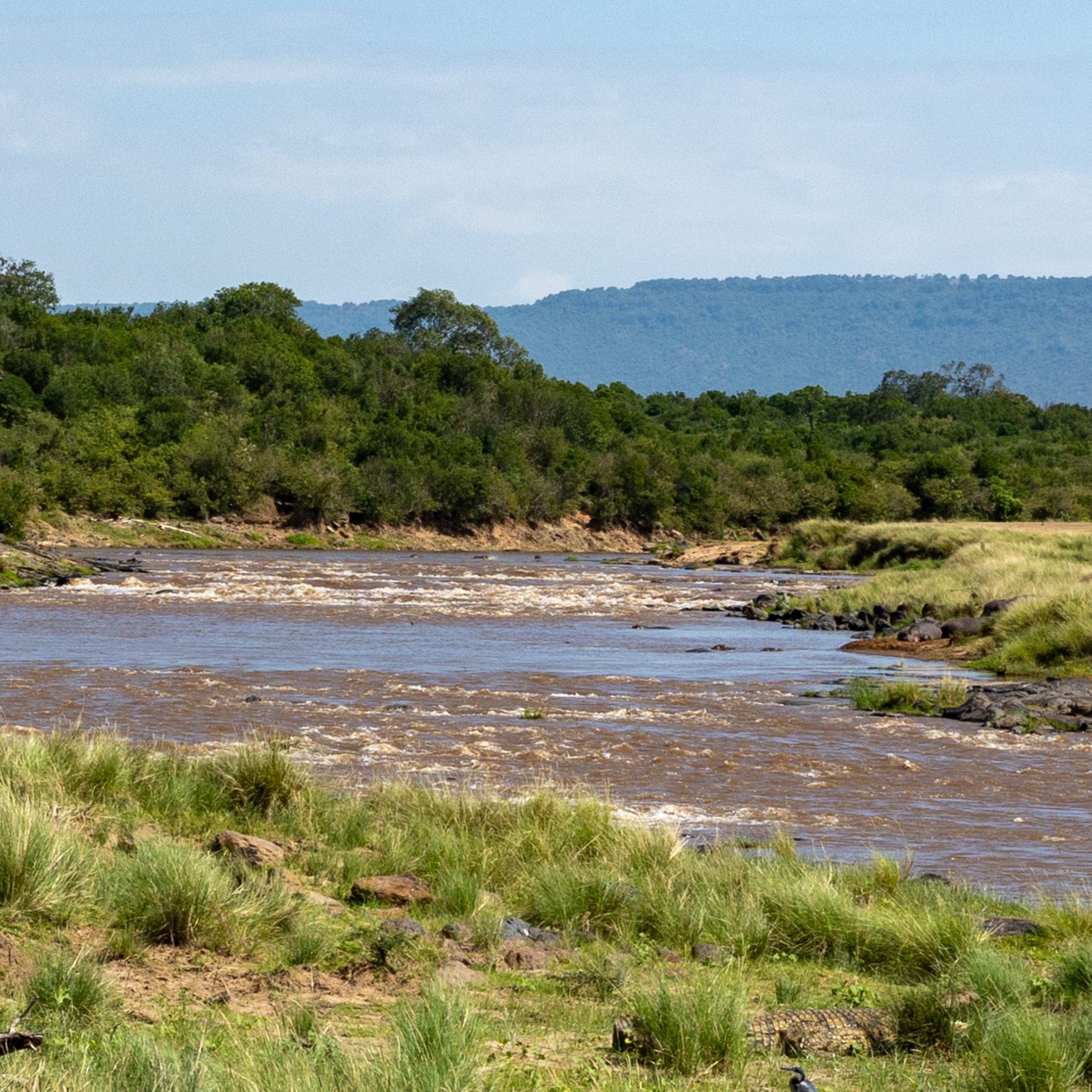 The Mara River (July 2023)