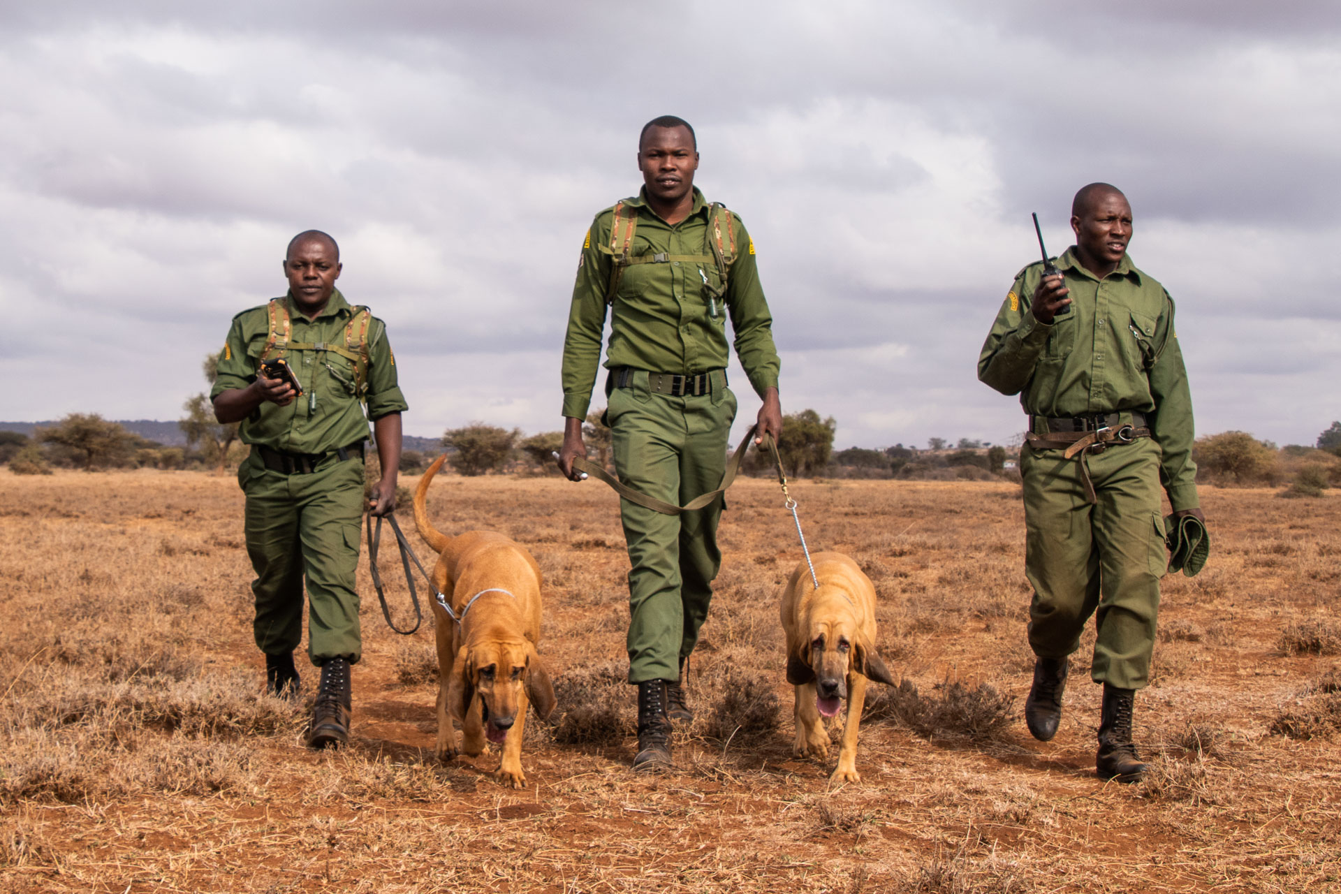 Anti-poaching canine units are most active in high-risk areas