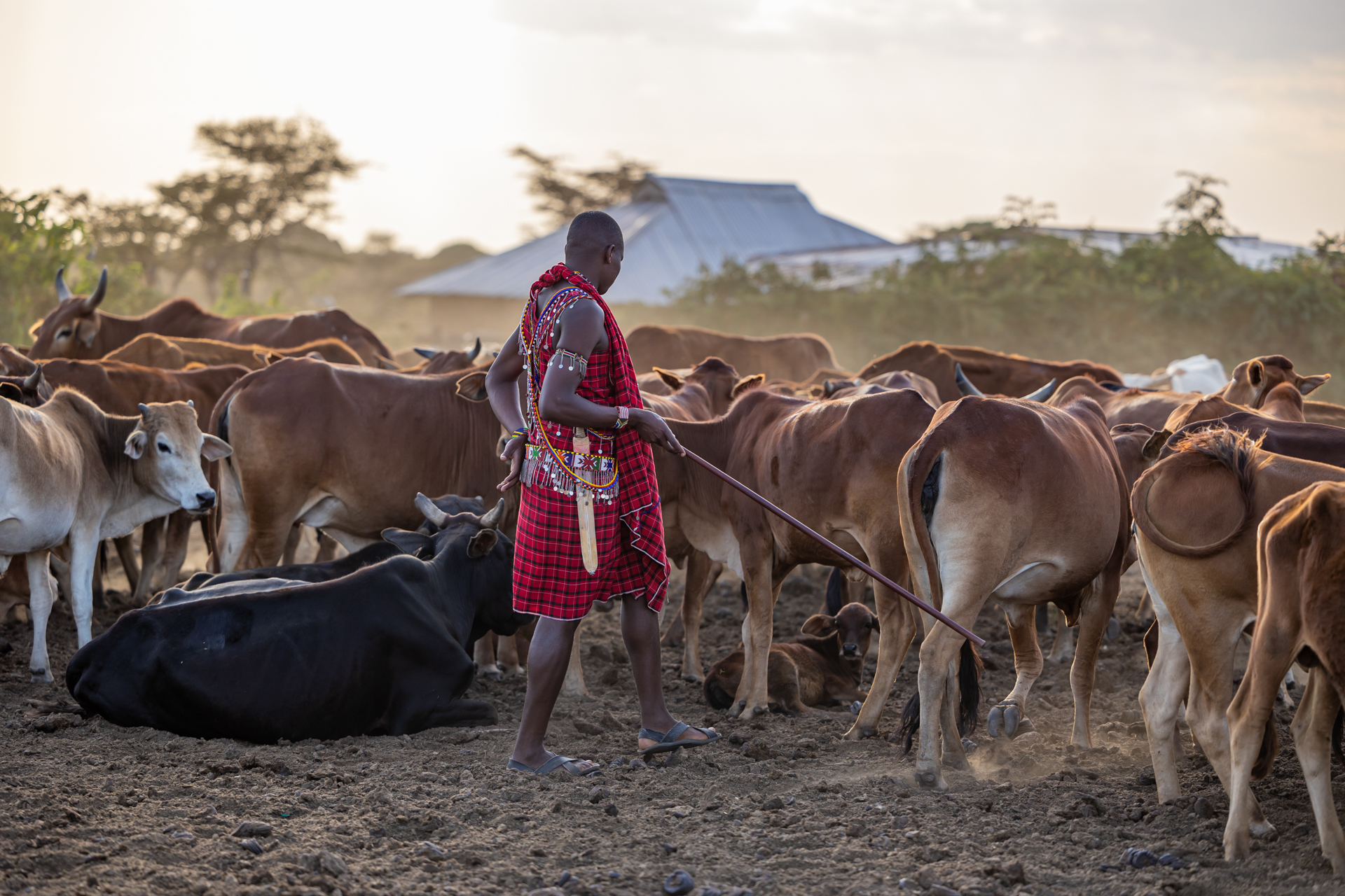 Above: A Maasai man tends to his cattle