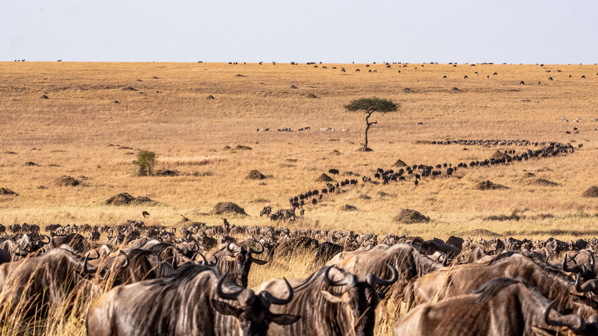 Above: Guide Titus Keteko and guests are swept up in the herd