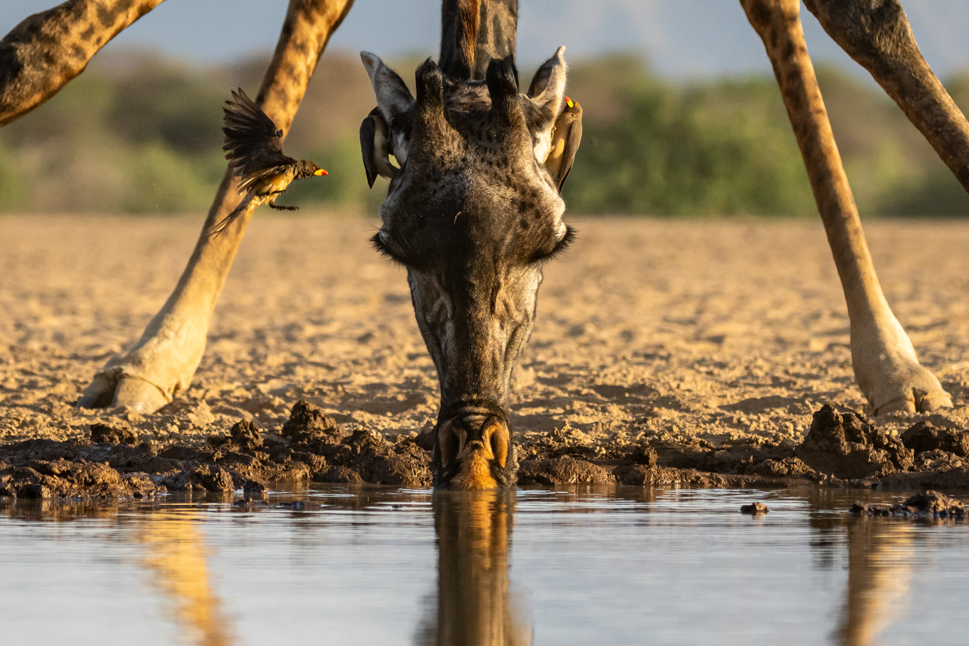 For giraffes, sipping water is a full-body workout
