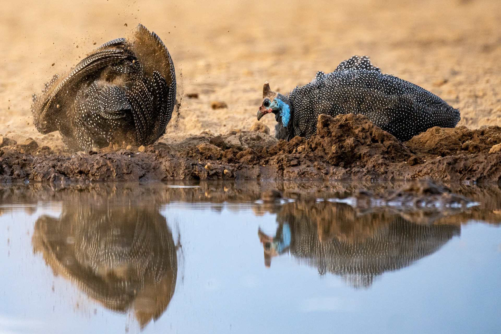 A pair of helmeted guineafowl enjoy a dustbath and a drink
