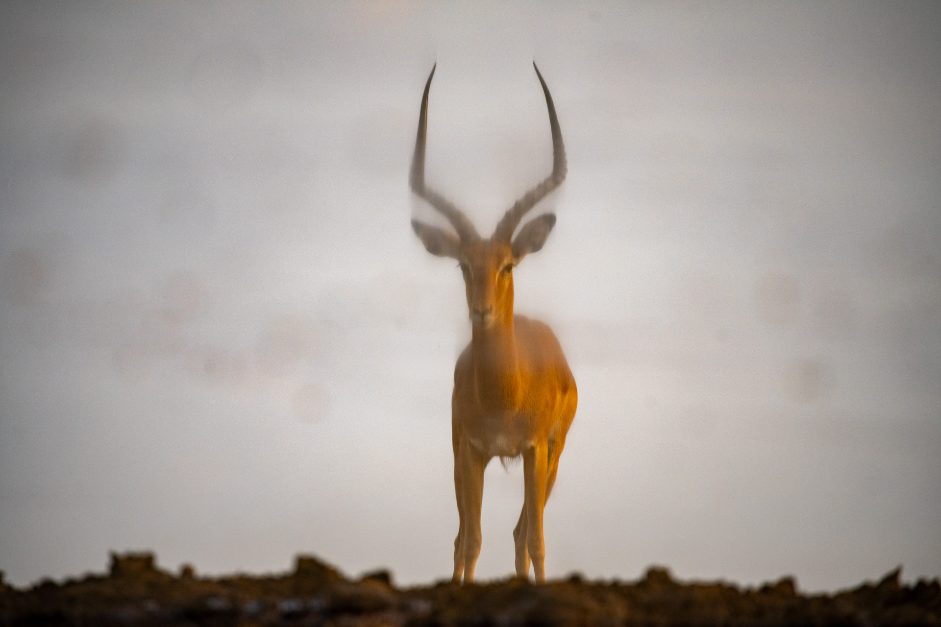 A male impala gazes into his reflection