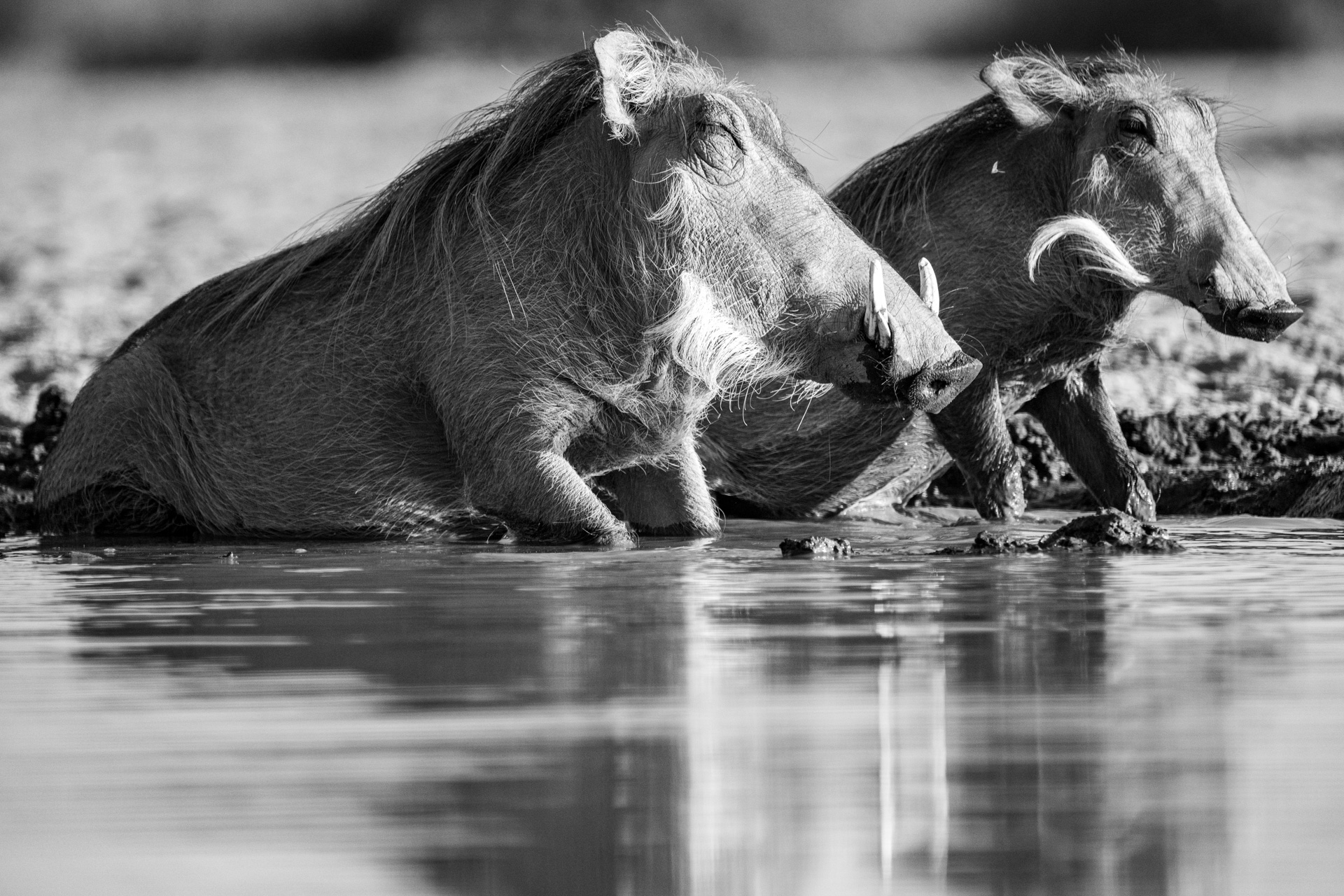 Pumbas (aka warthogs) have mastered the art of a good wallow 