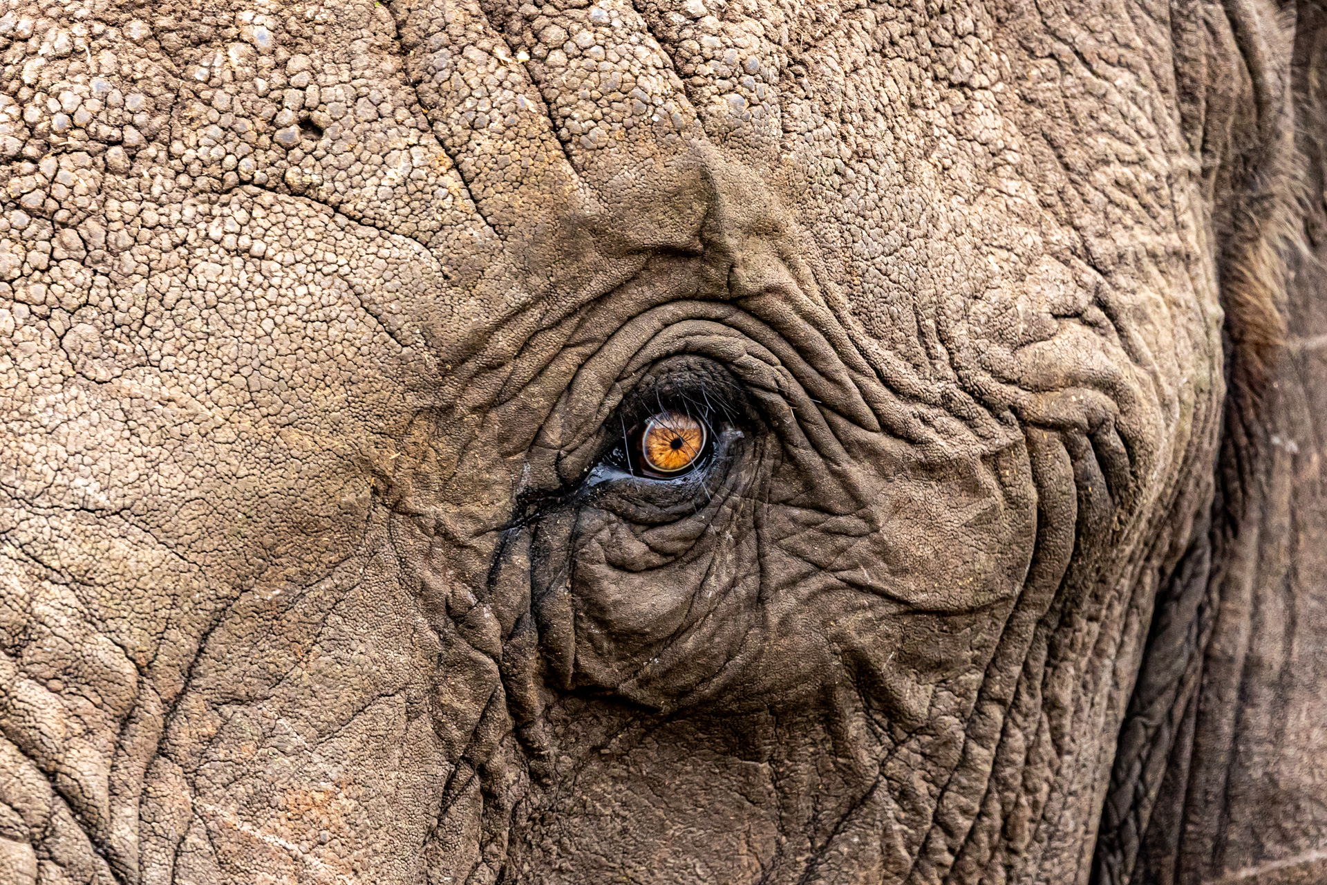 Above: The wise eye of an aged elephant