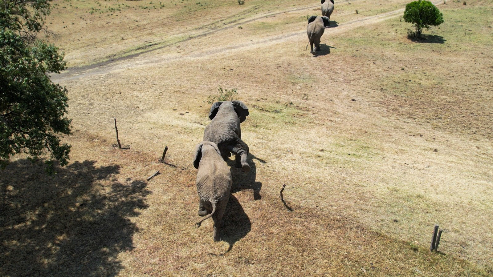 Above: A herd of elephants is gently guided out of a community farm