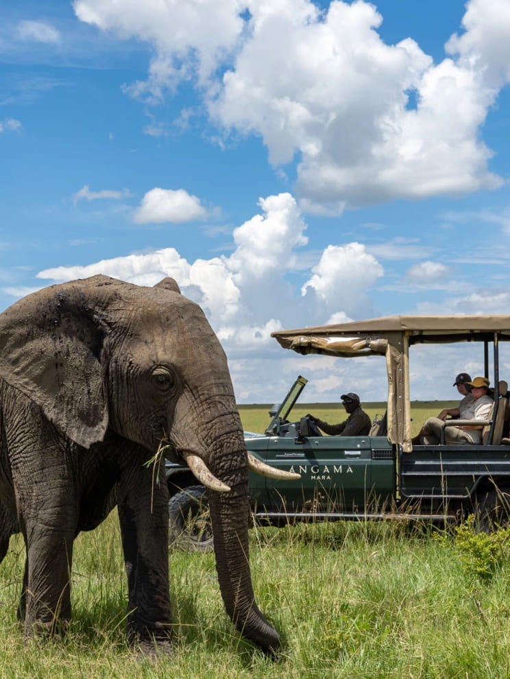 Angama Mara Game Drive, Maasai Mara Kenya