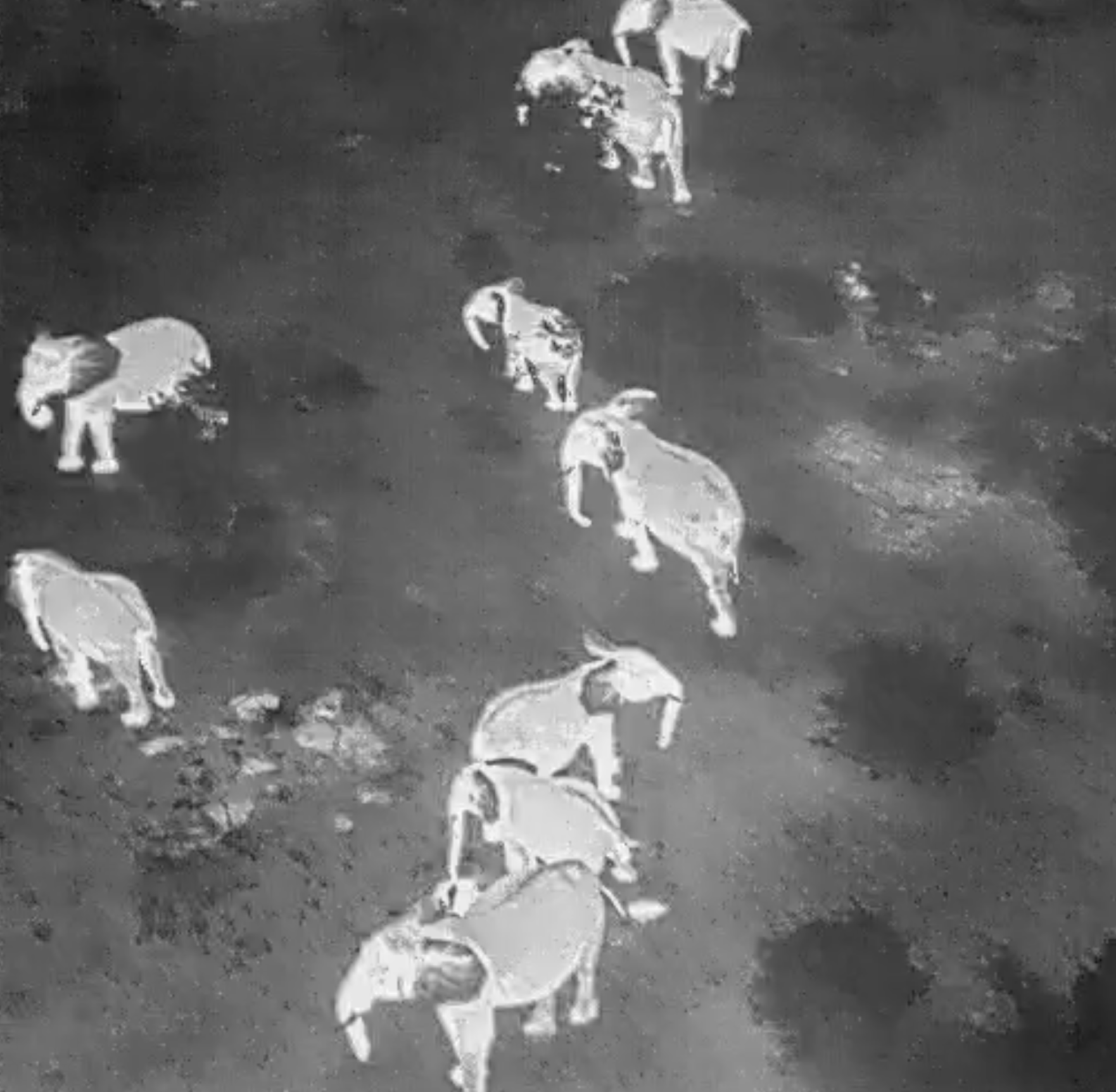 Thermal imaging detects the heat in the elephants
