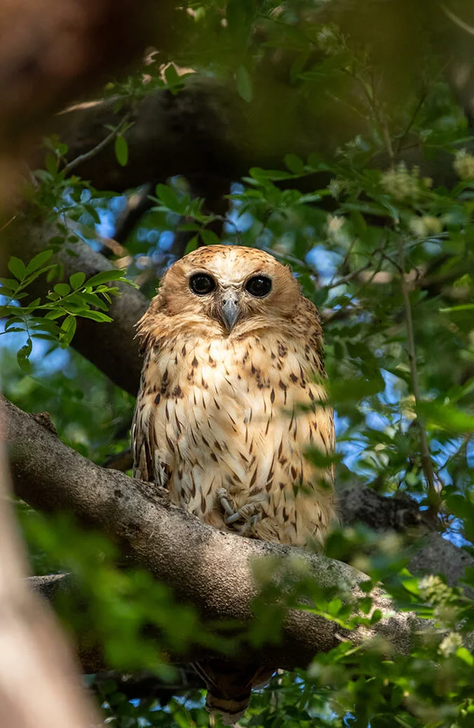 Pel's fishing owl, atop many birders' lists
