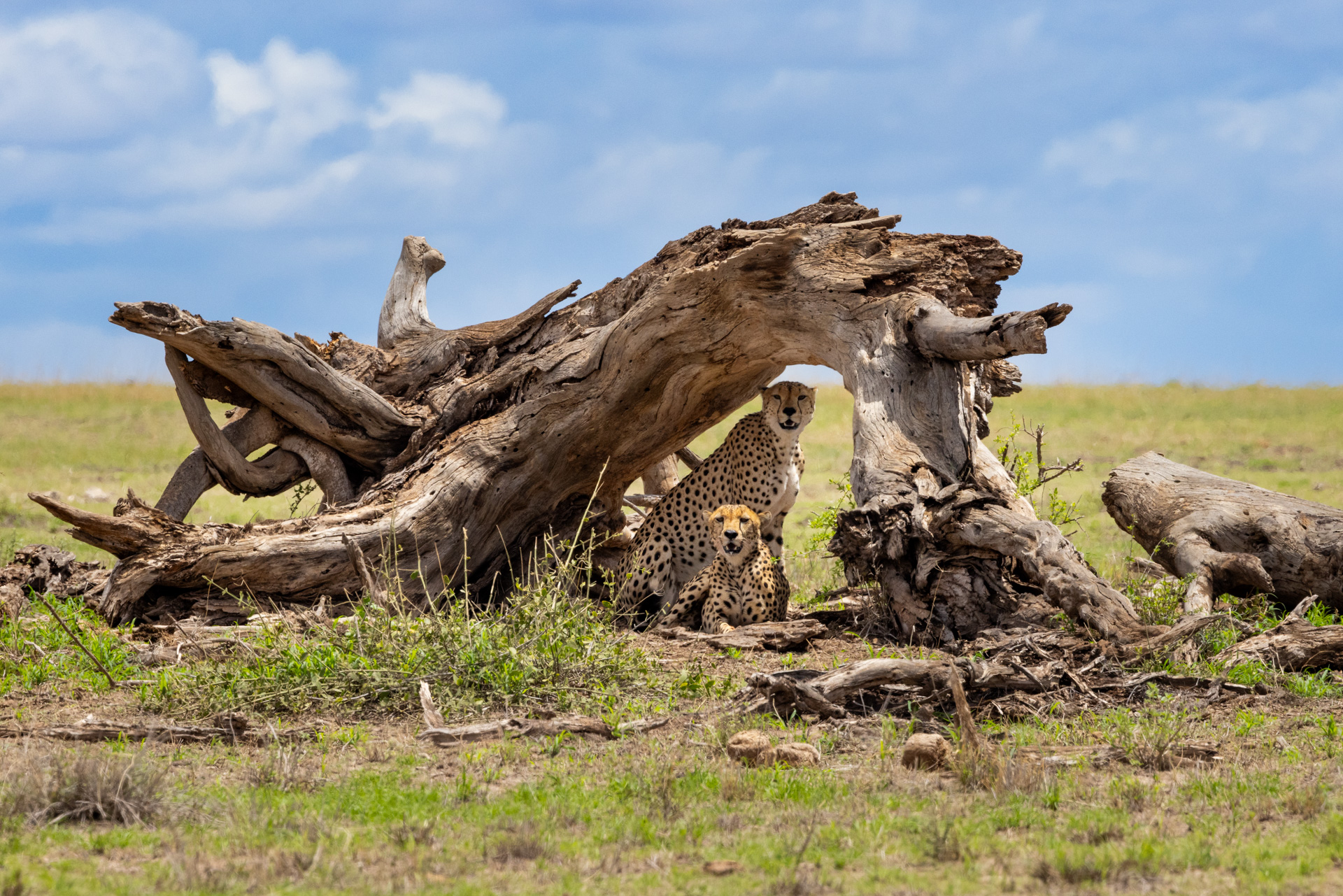Above: Cheetahs in Amboseli National Park take cover from the heat 