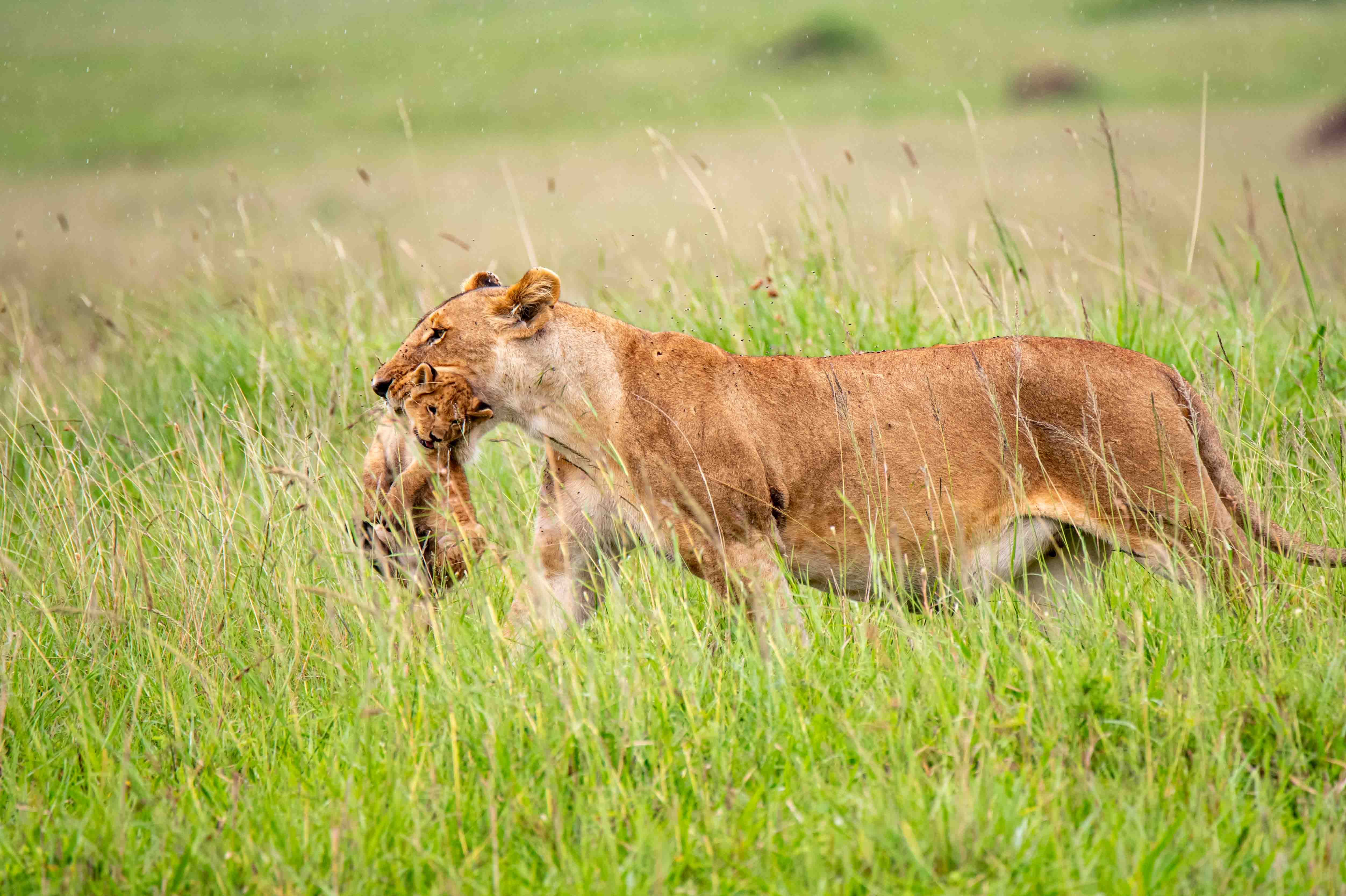 Above: A lioness cradles one of her cubs in her jaws 