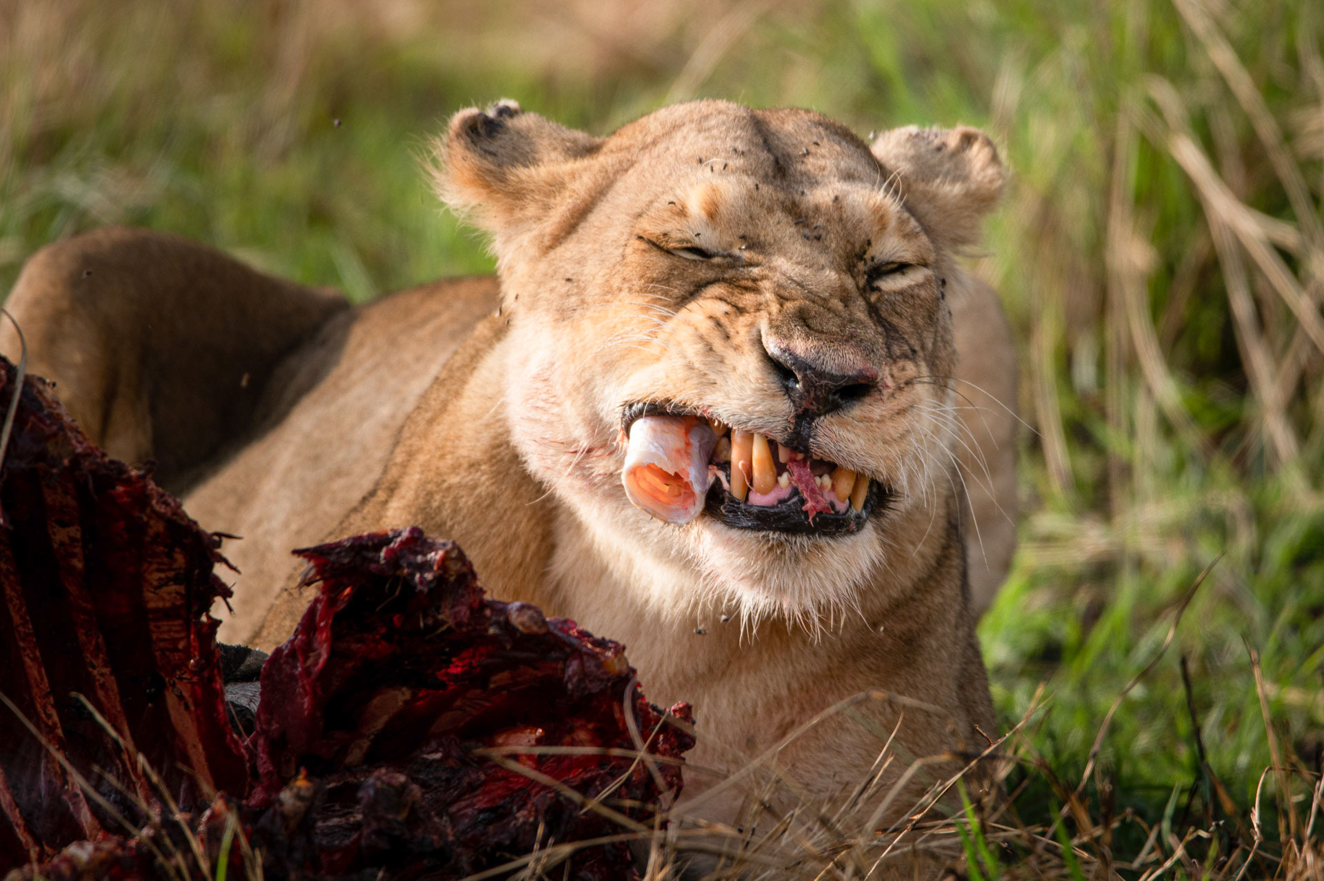 Having the time and space to catch small moments — like a lion having a snack