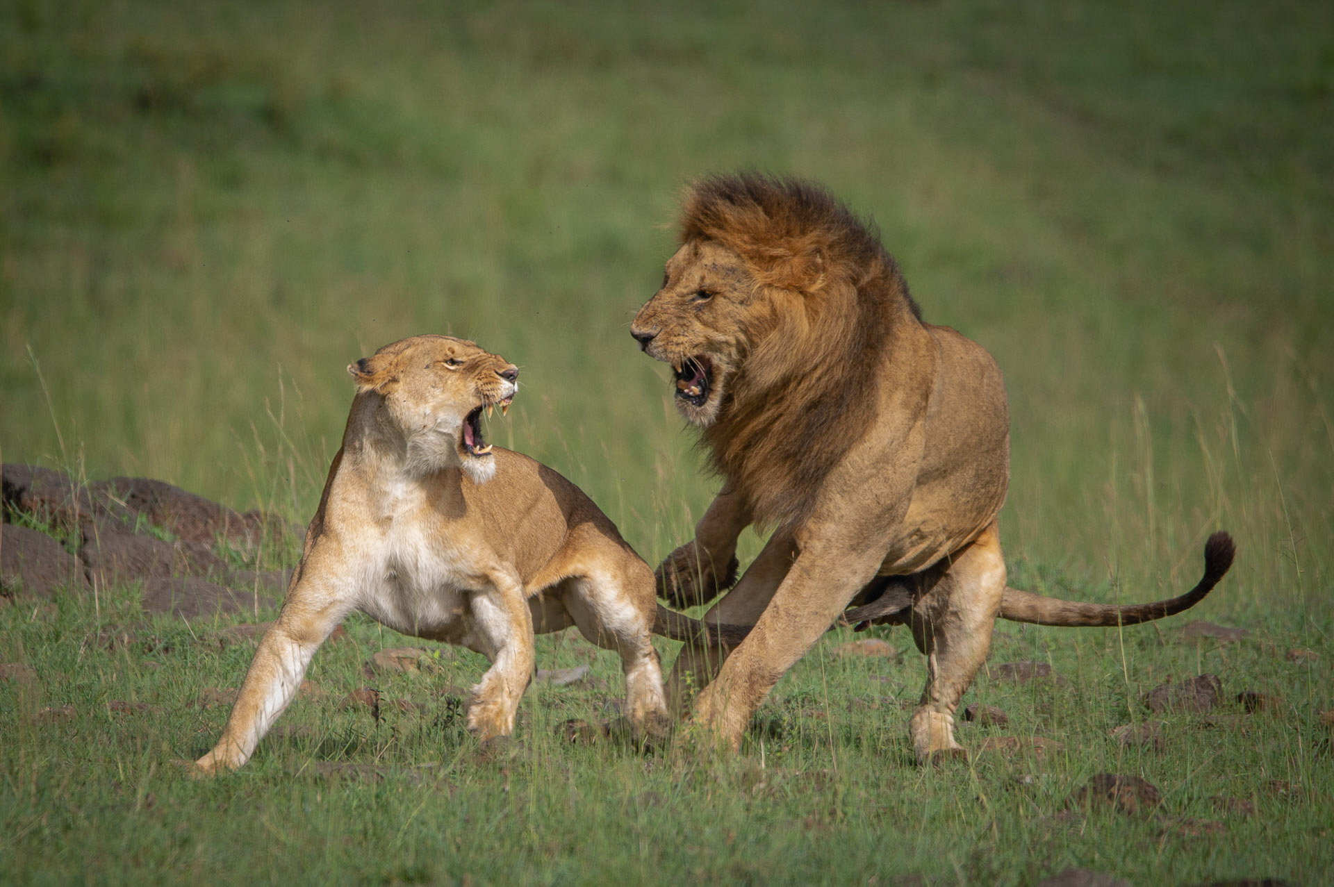 Or the complicated male-female lion dynamics