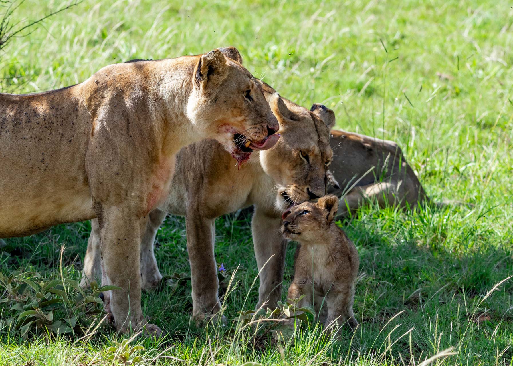 A pride of Iions with young cubs cleans up after a meal