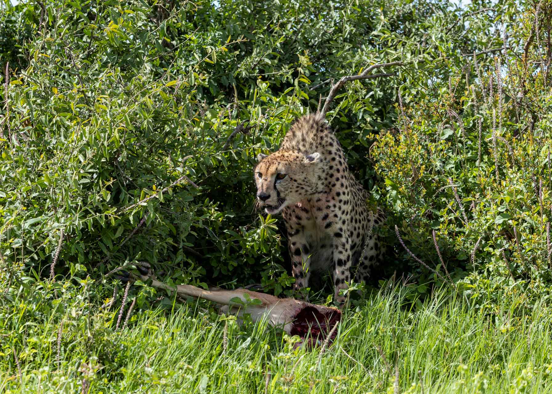 What luck — a cheetah with an impala kill