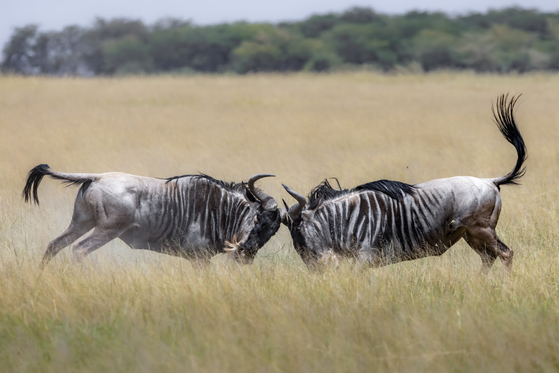Above: Clash of the wildebeest