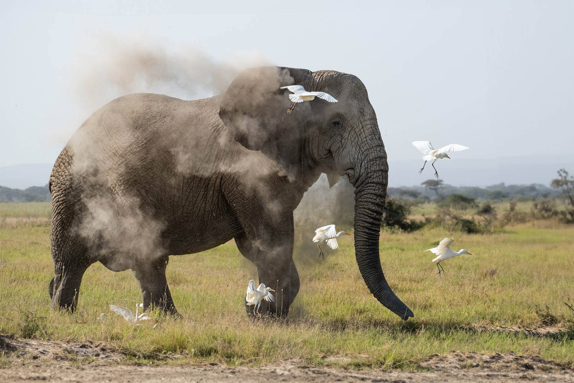 Above: Dust baths are better suited for wildlife 
