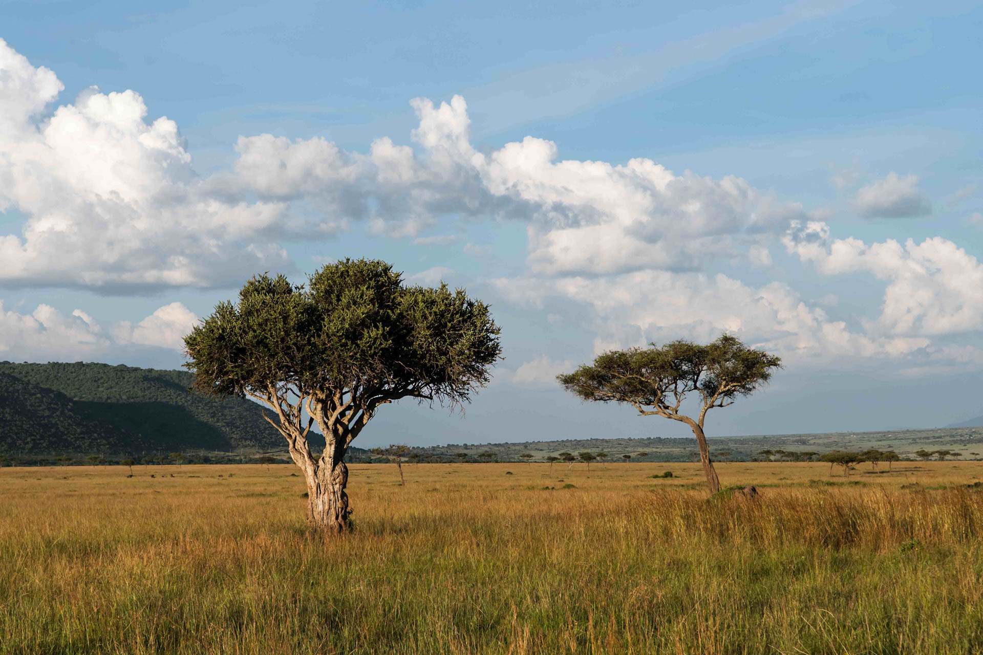 The rolling grassy plains of the Mara Triangle, with the Oloololo Escarpment on the left