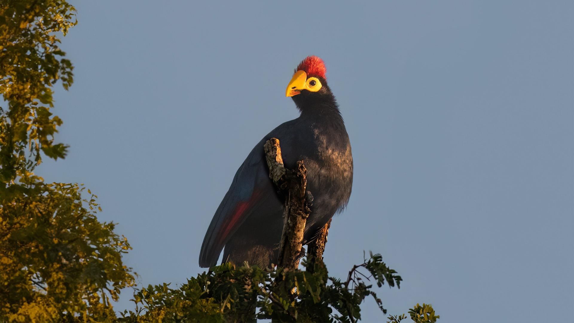 Above: A dinosaur-like Ross's turaco sits pretty in the sun