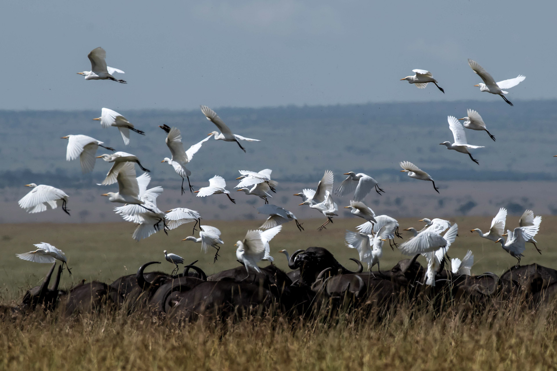 Cattle egrets give a new dimension to a lazy herd of buffalo 