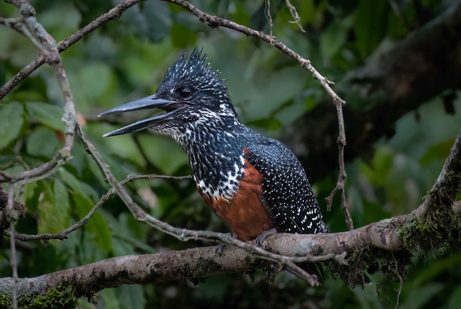 A giant kingfisher belts out it's loud (and harsh) 'khak-kah-kahk' 