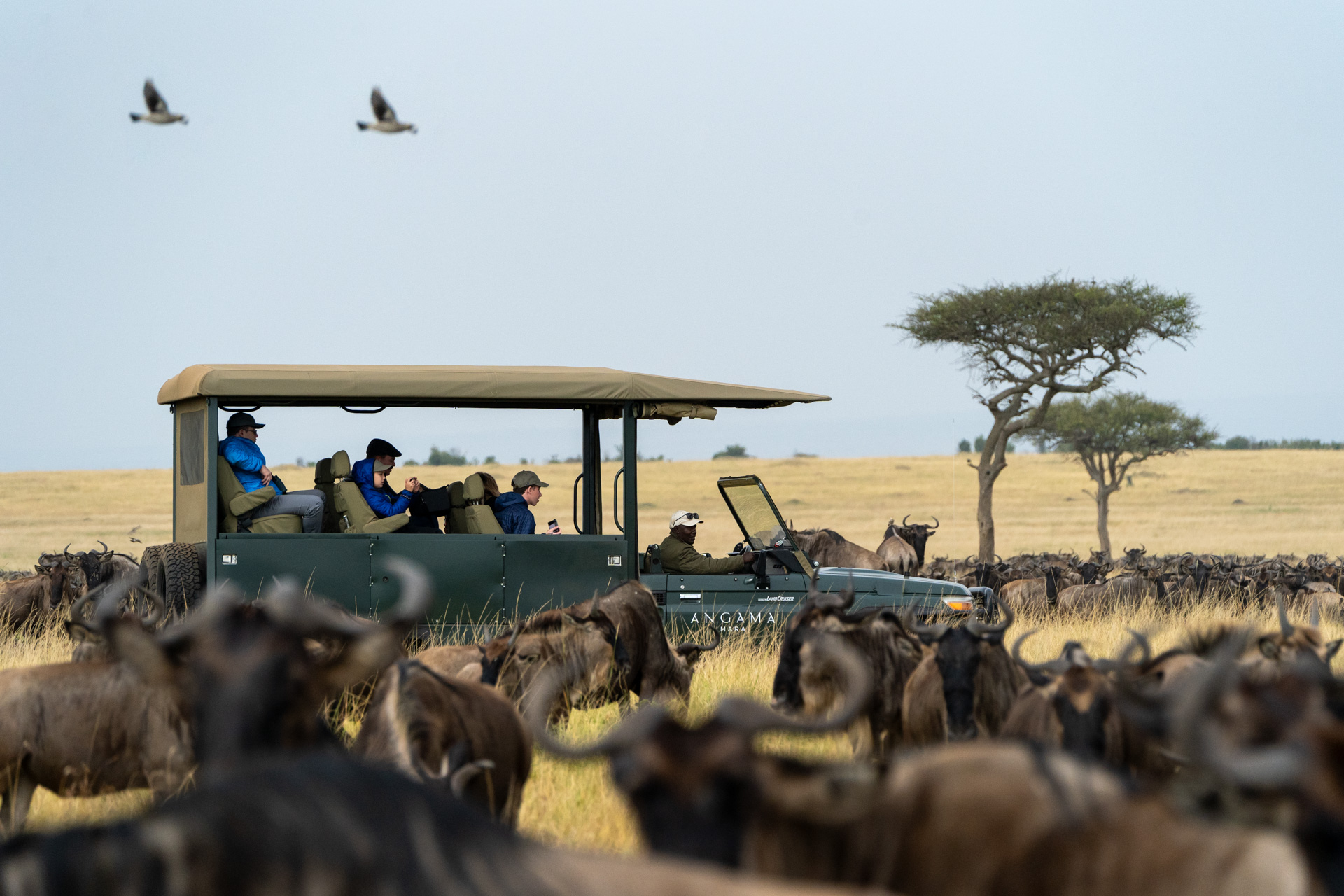 Game Drive in the Maasai Mara with the Great Migration