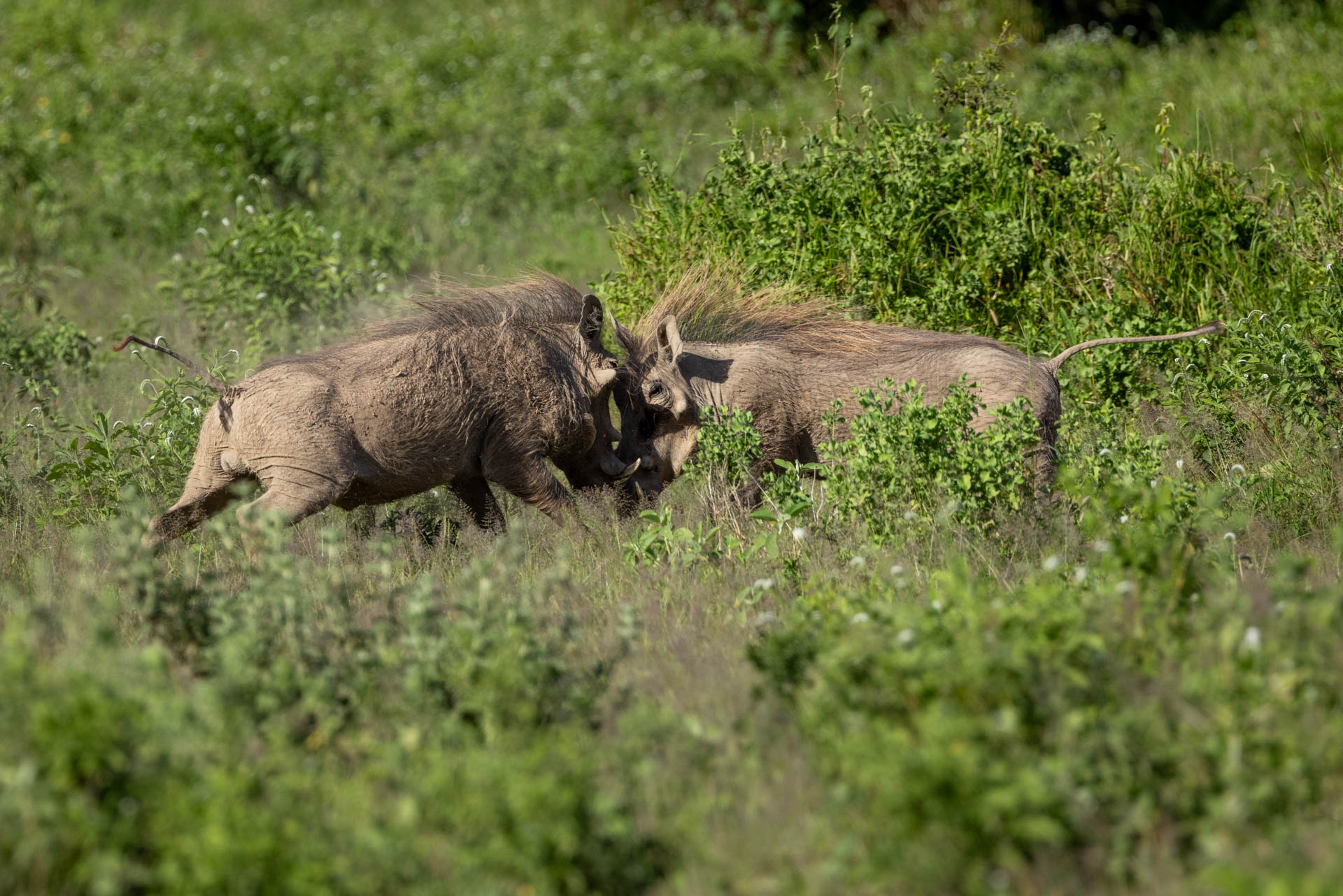 Warthogs Fighting in Amboseli Kenya