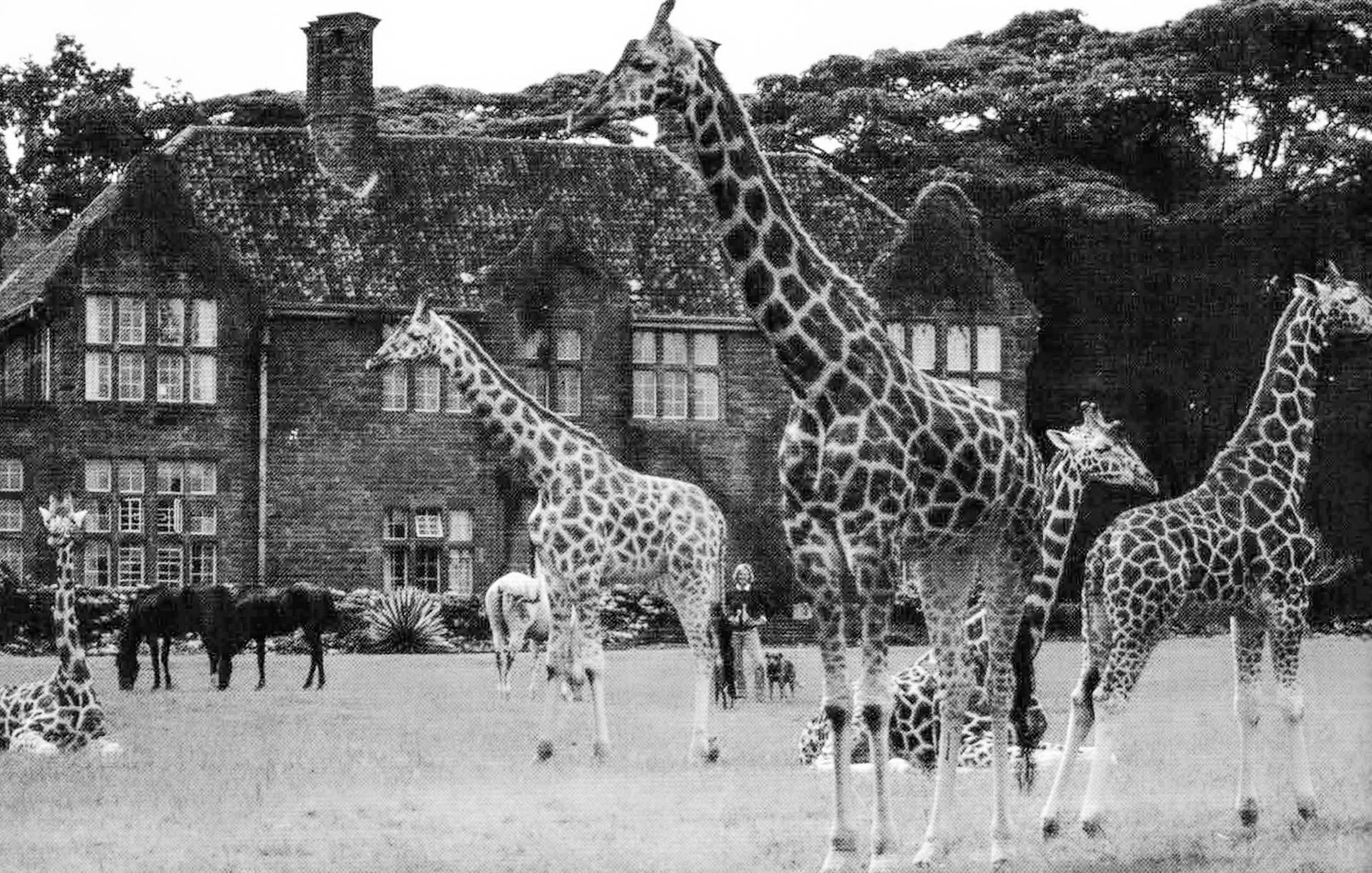 Betty stands in front of Giraffe Manor with all her animals in the early '80s