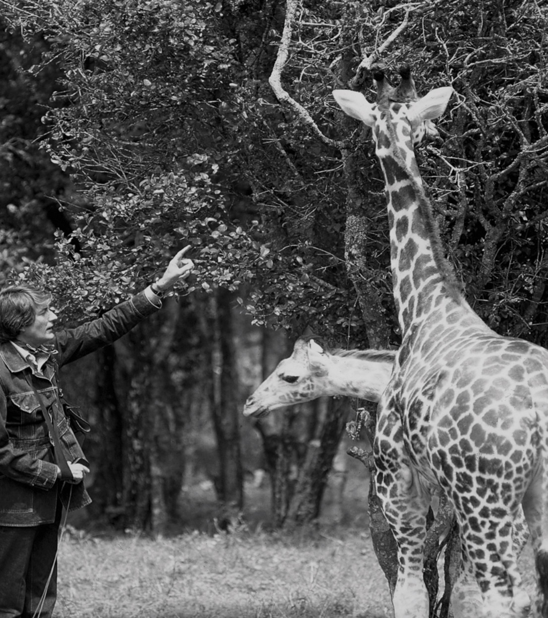 Jock points out which trees his new giraffes can eat 