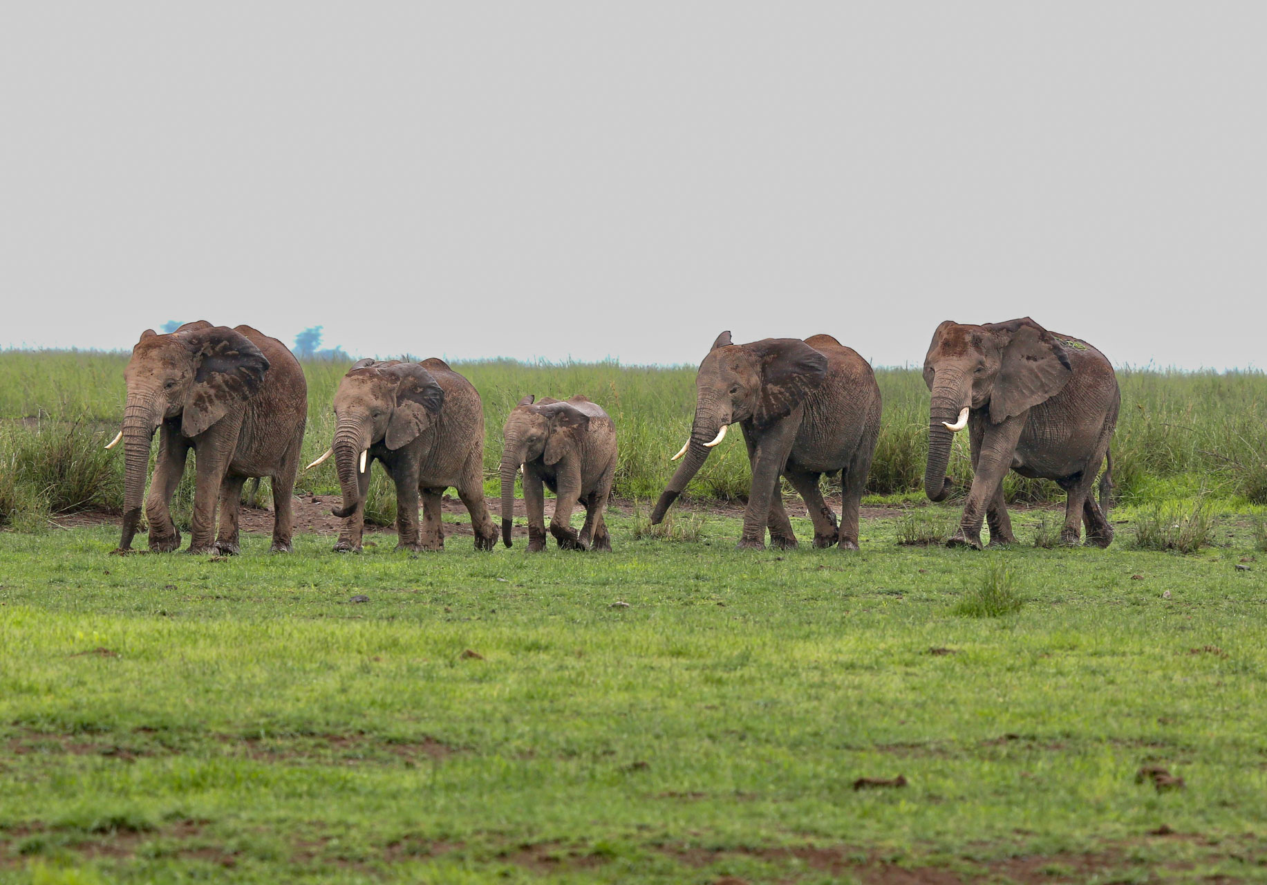 One of Amboseli's famous elephant herds 