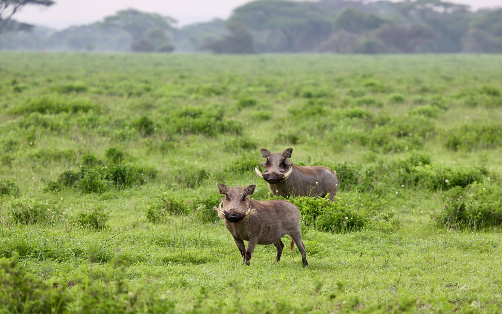 Everywhere you turn, there's another warthog 