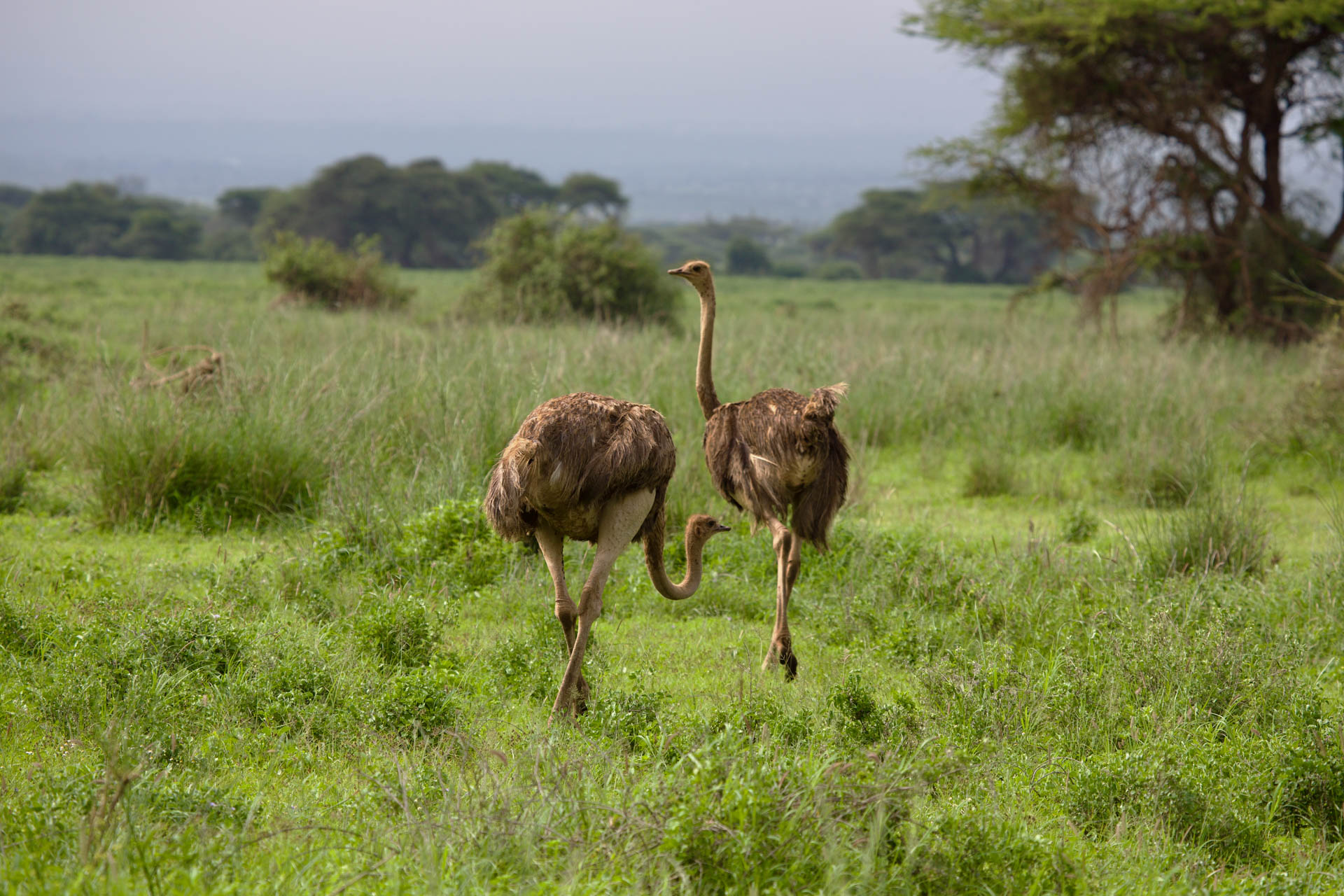 Ostrich are always a delight to see and plentiful in Kimana Sanctuary 
