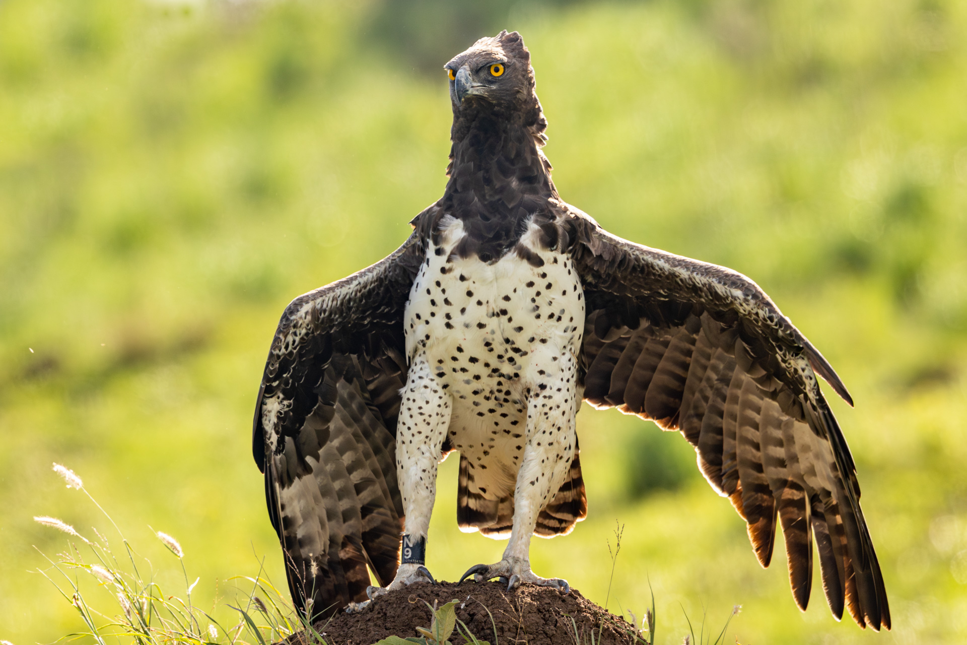 A tagged martial eagle identified as 'N9' — the Inselberg female (estimated to be about 13 years old)