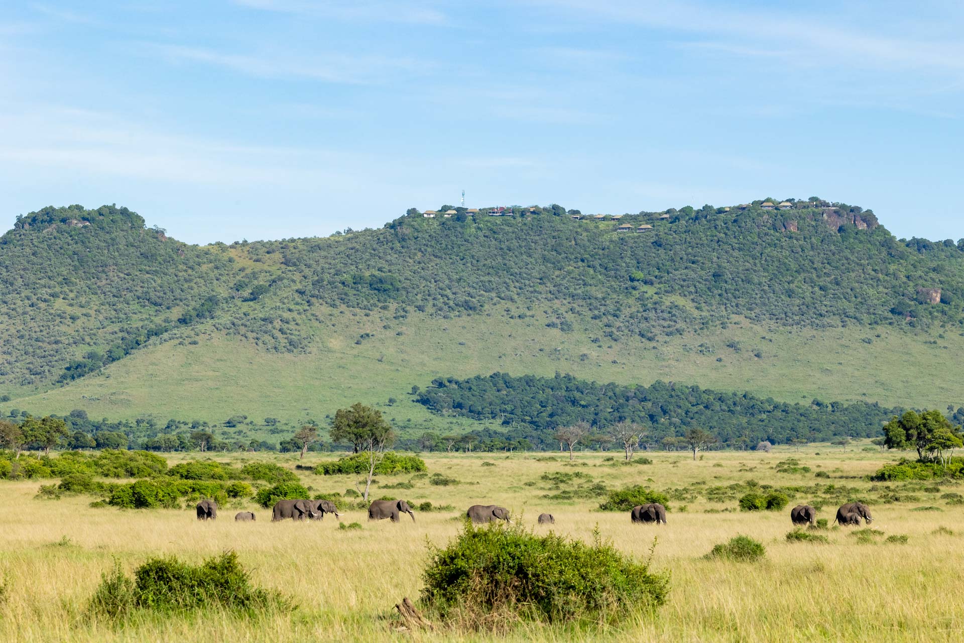 A herd of elephants gets lost in the long grass below Angama Mara