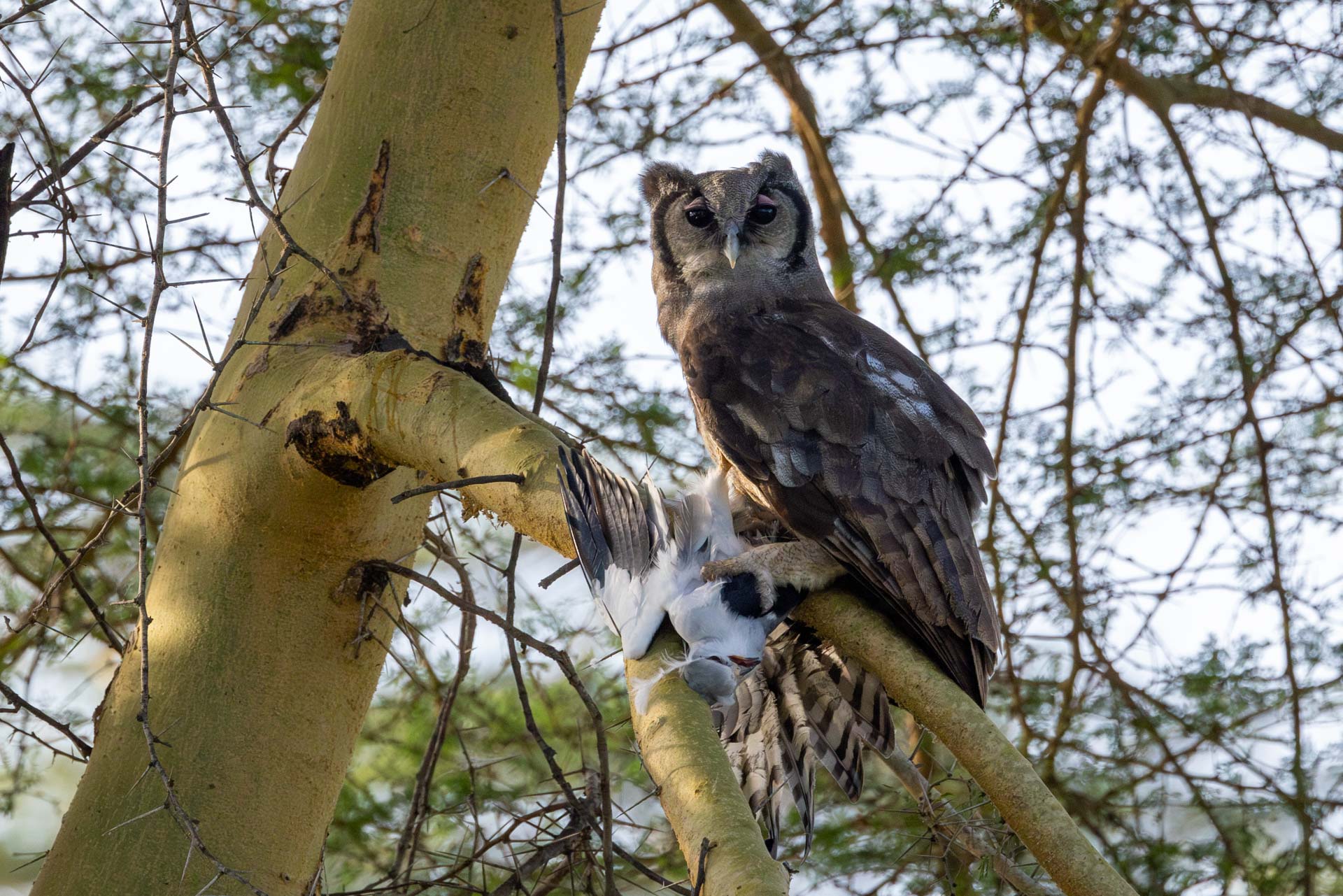 Above: A Verreaux's eagle-owl with its catch of the day