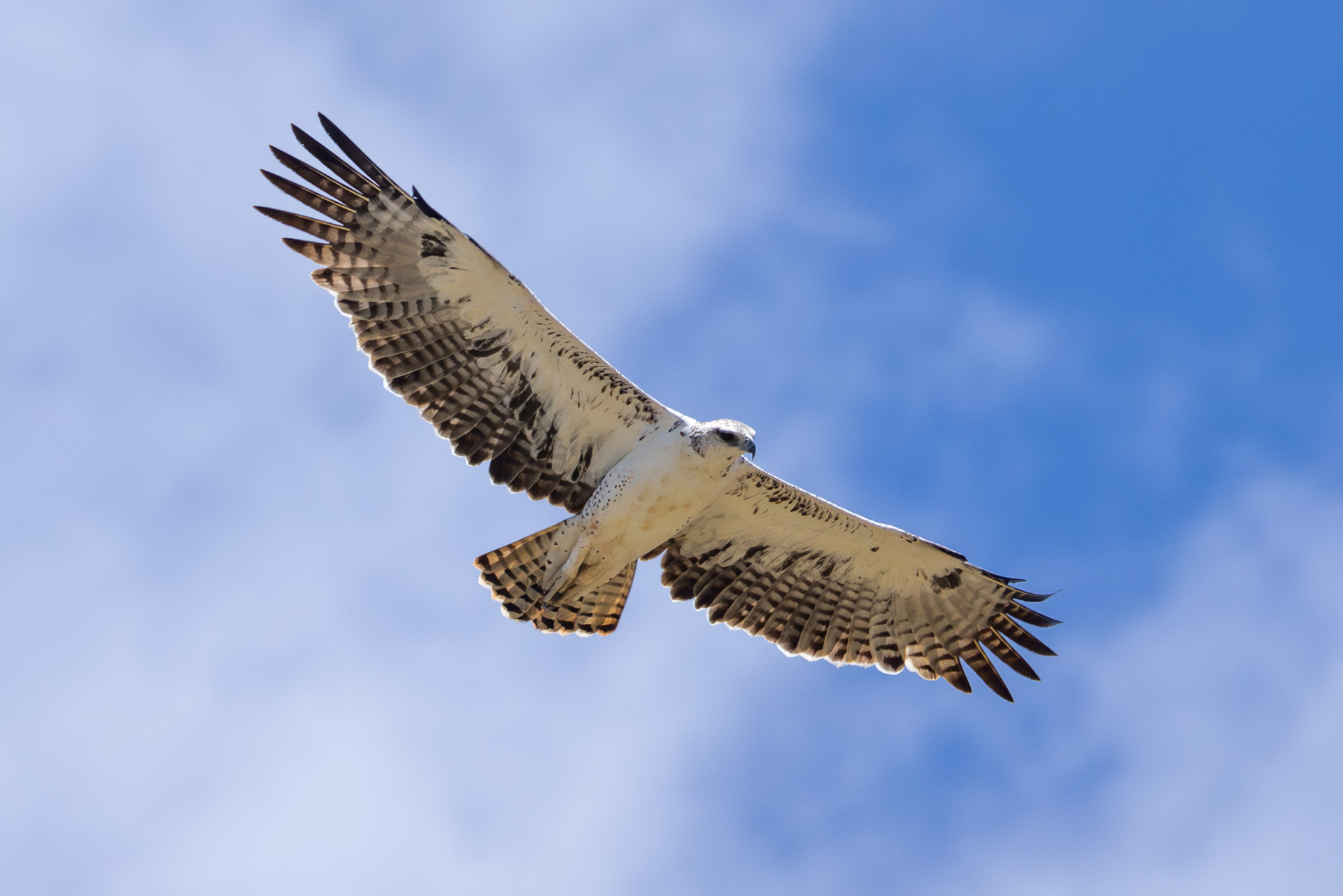 Above: A juvenile martial eagle flies safely overhead 