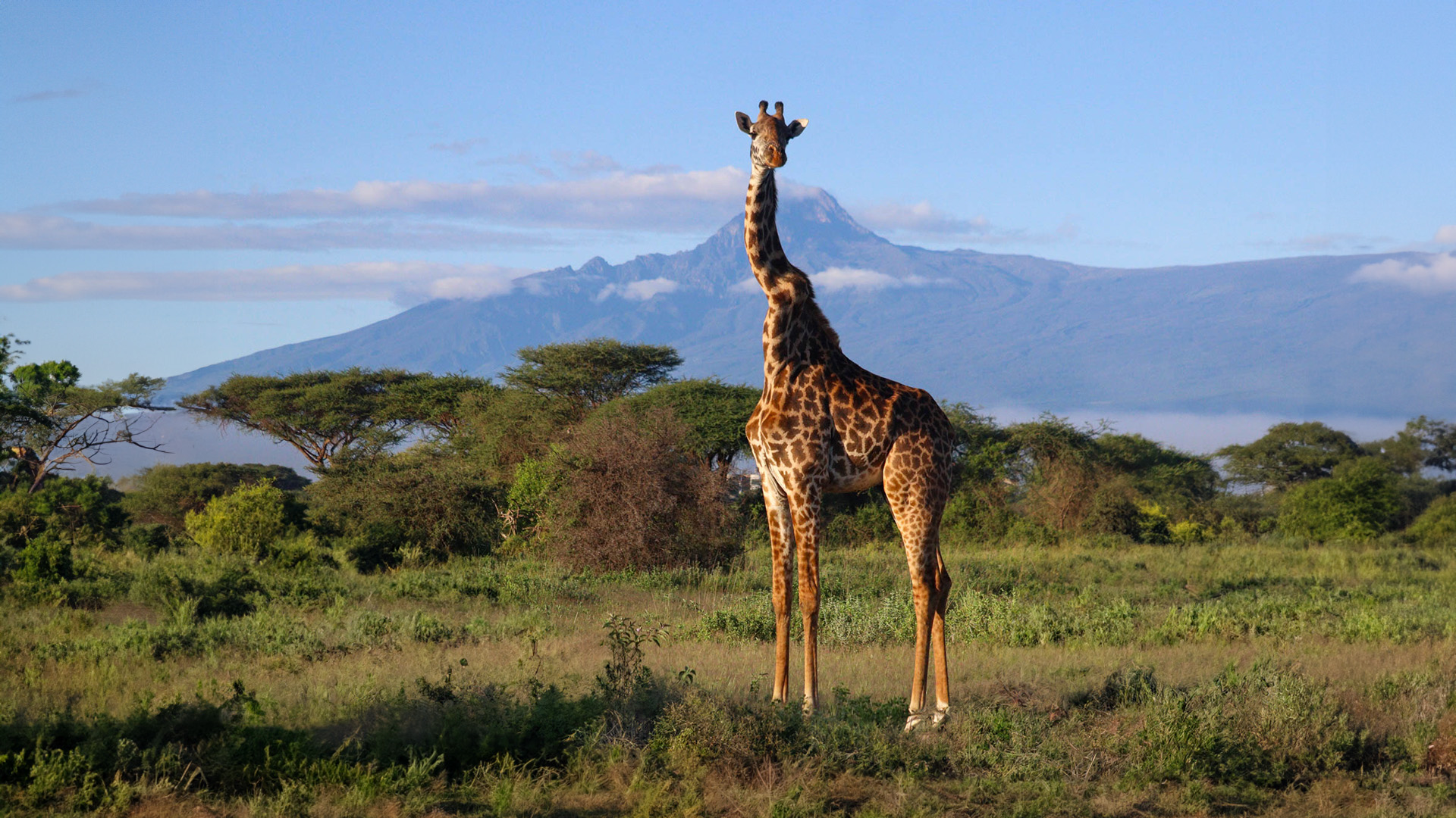 Above: One of Amboseli's more unique inhabitants 
