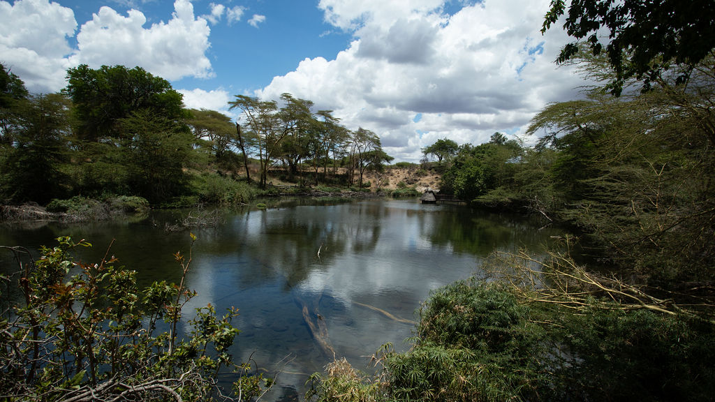 The clear springs are home to plenty aquatic life