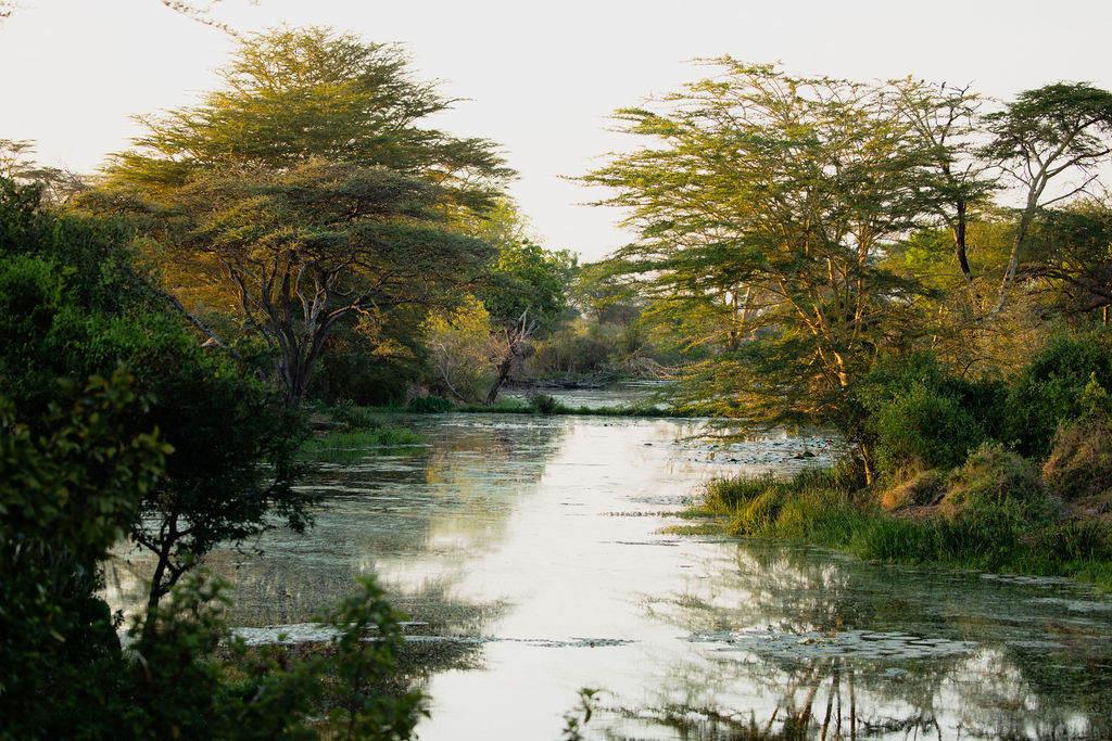 An oasis in the middle of Tsavo 