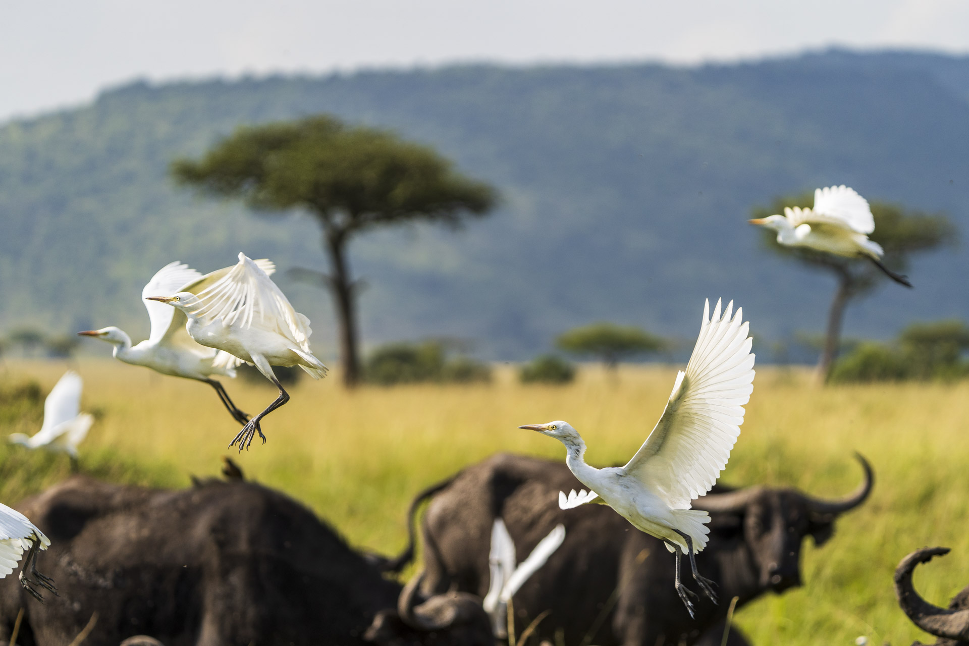 Above: Cattle egrets fly above a herd of buffalo looking for their next meal