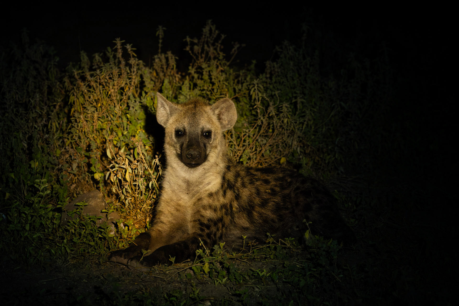 Above: A curious hyena in the spotlight